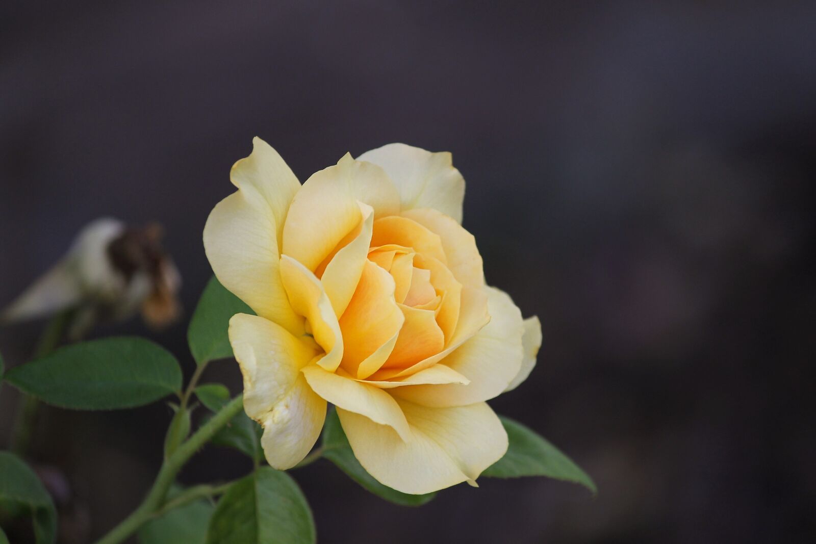 Canon EOS 1100D (EOS Rebel T3 / EOS Kiss X50) sample photo. Rose, rose petals, petals photography