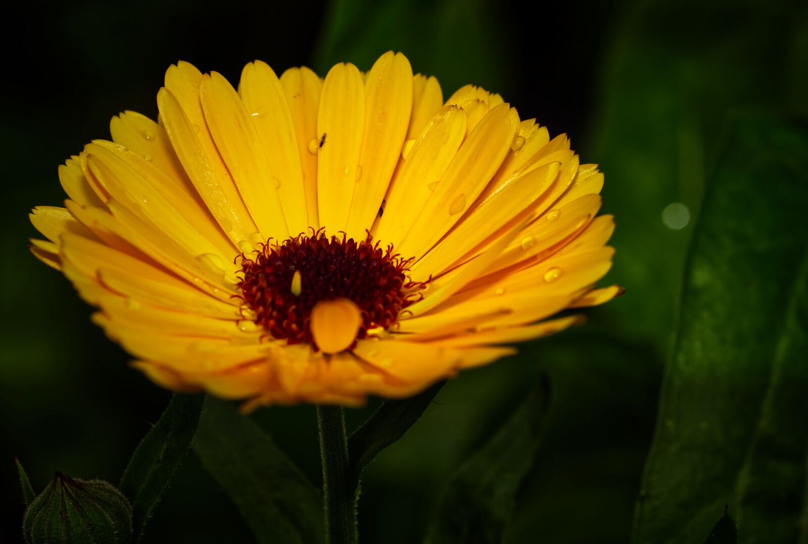Nikon D5500 sample photo. Flower, blossom, bloom photography