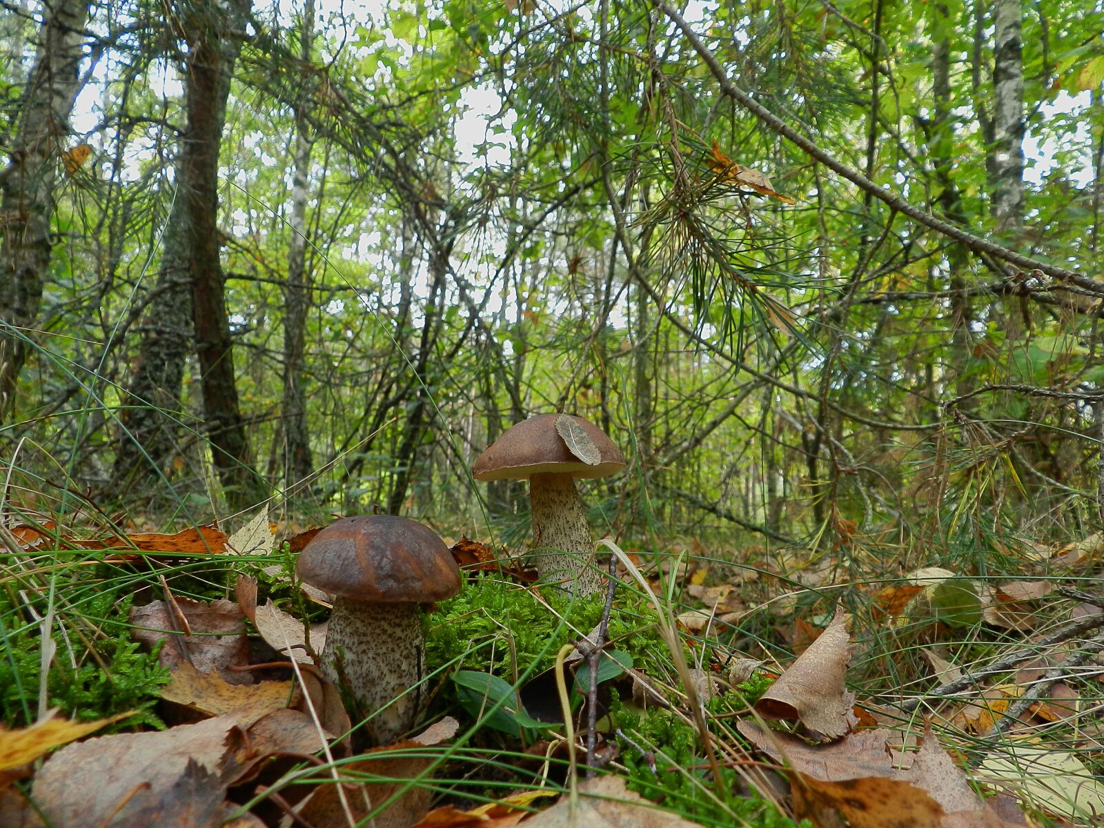 Nikon Coolpix P500 sample photo. Brothers, mushrooms, boletus photography