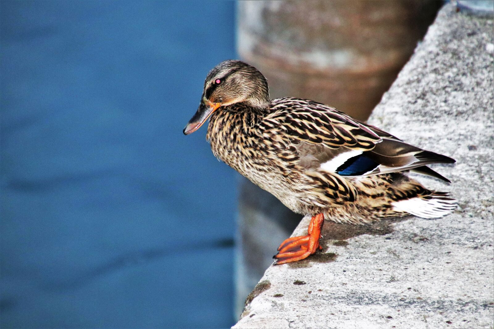 Canon EOS 80D sample photo. Duck, nature, animals photography