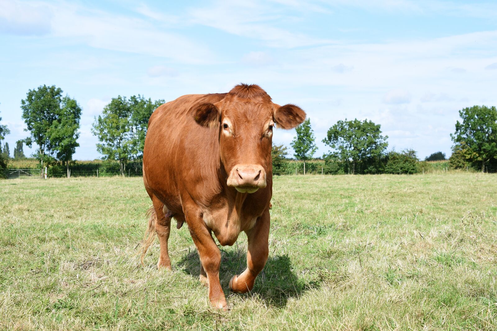 Nikon D3400 sample photo. Cow, dairy, brown photography