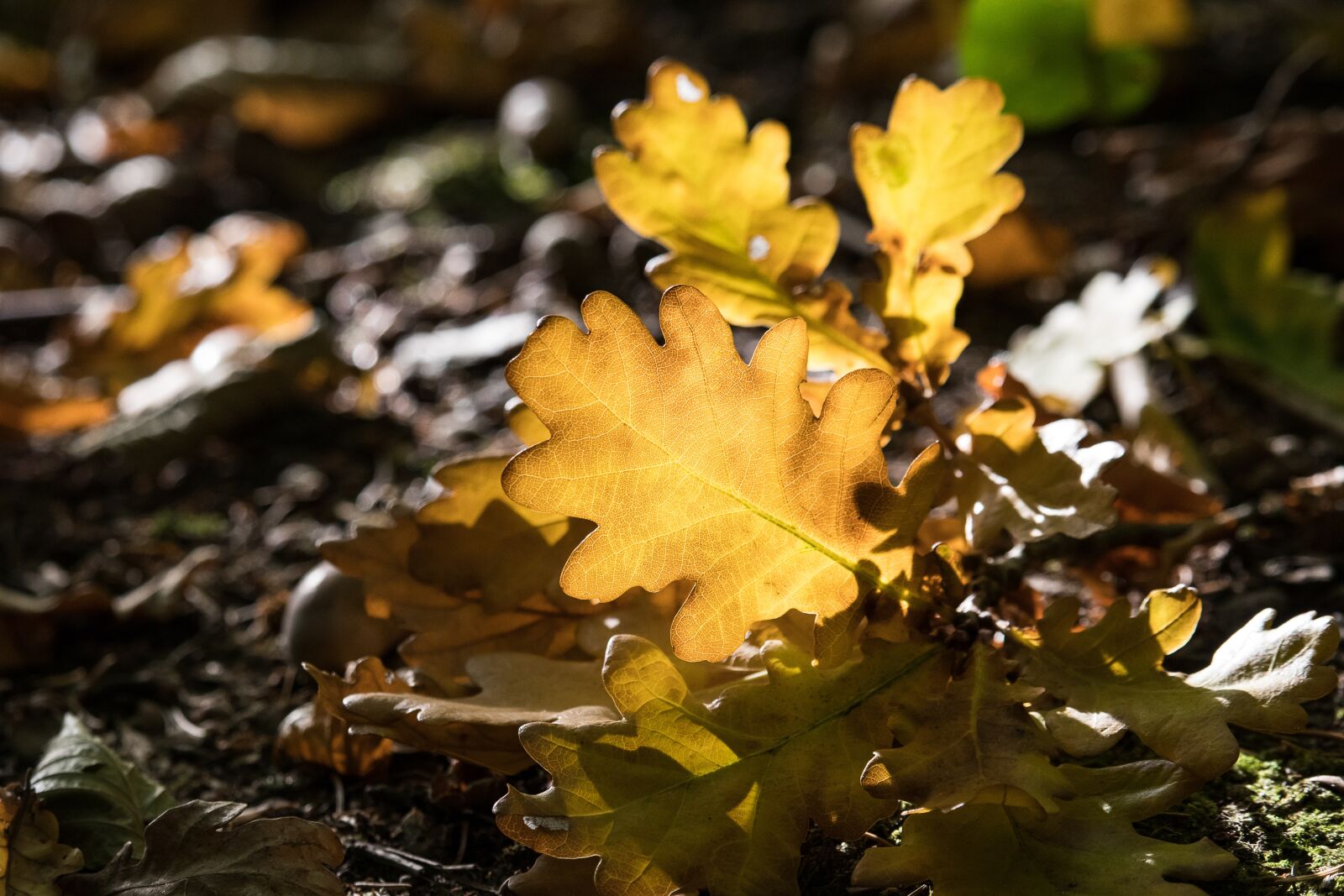 Canon EF-S 55-250mm F4-5.6 IS STM sample photo. Oak leaf, autumn, fall photography