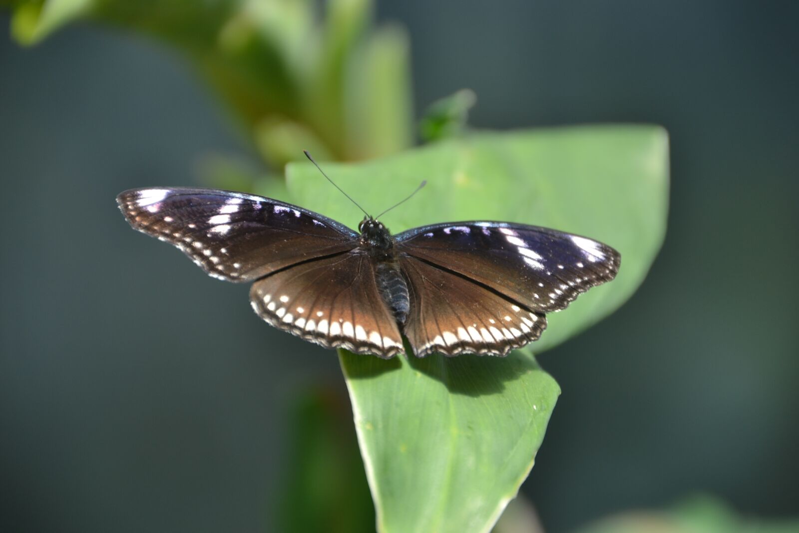 Nikon D3100 sample photo. Butterfly, fly, flying photography