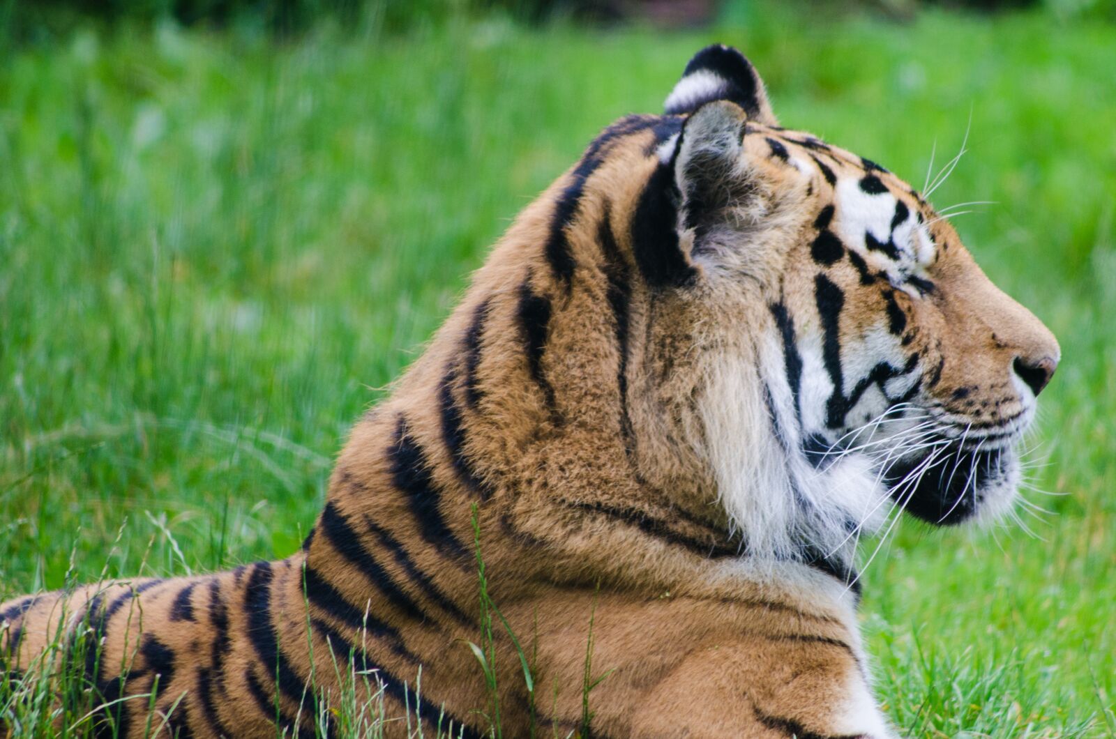 Nikon D7000 sample photo. Tiger, grass, mammal photography