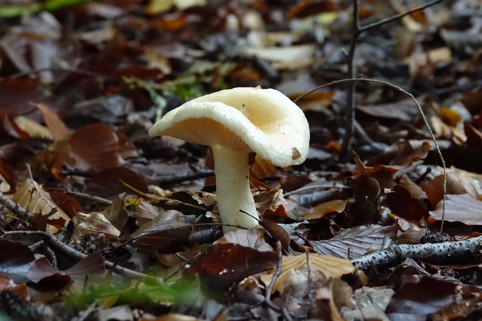 Sony Cyber-shot DSC-RX10 III sample photo. Mushrooms, mushroom, brown photography