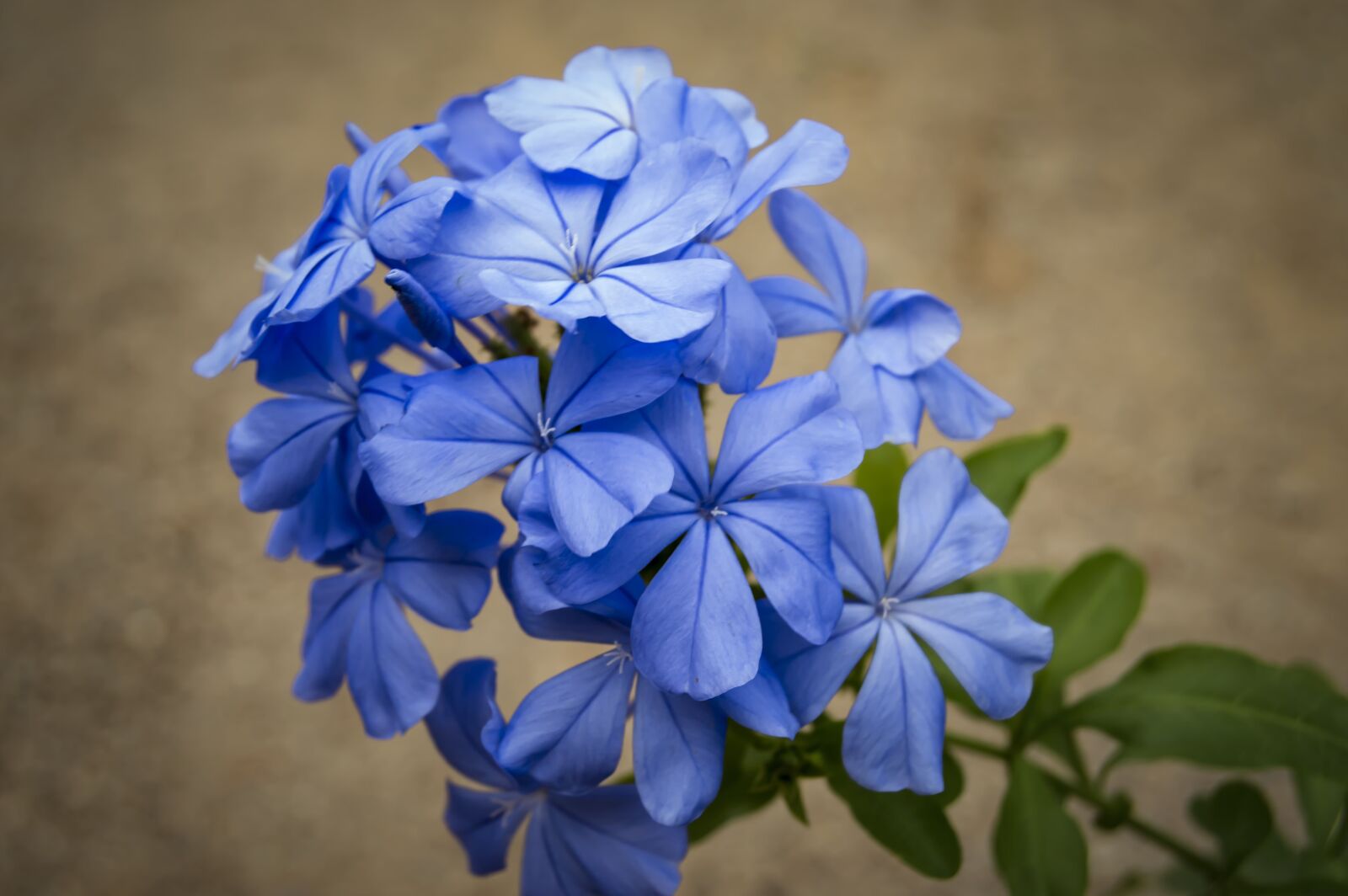 Nikon D3200 sample photo. Jasmine blue, jasmine, blue photography