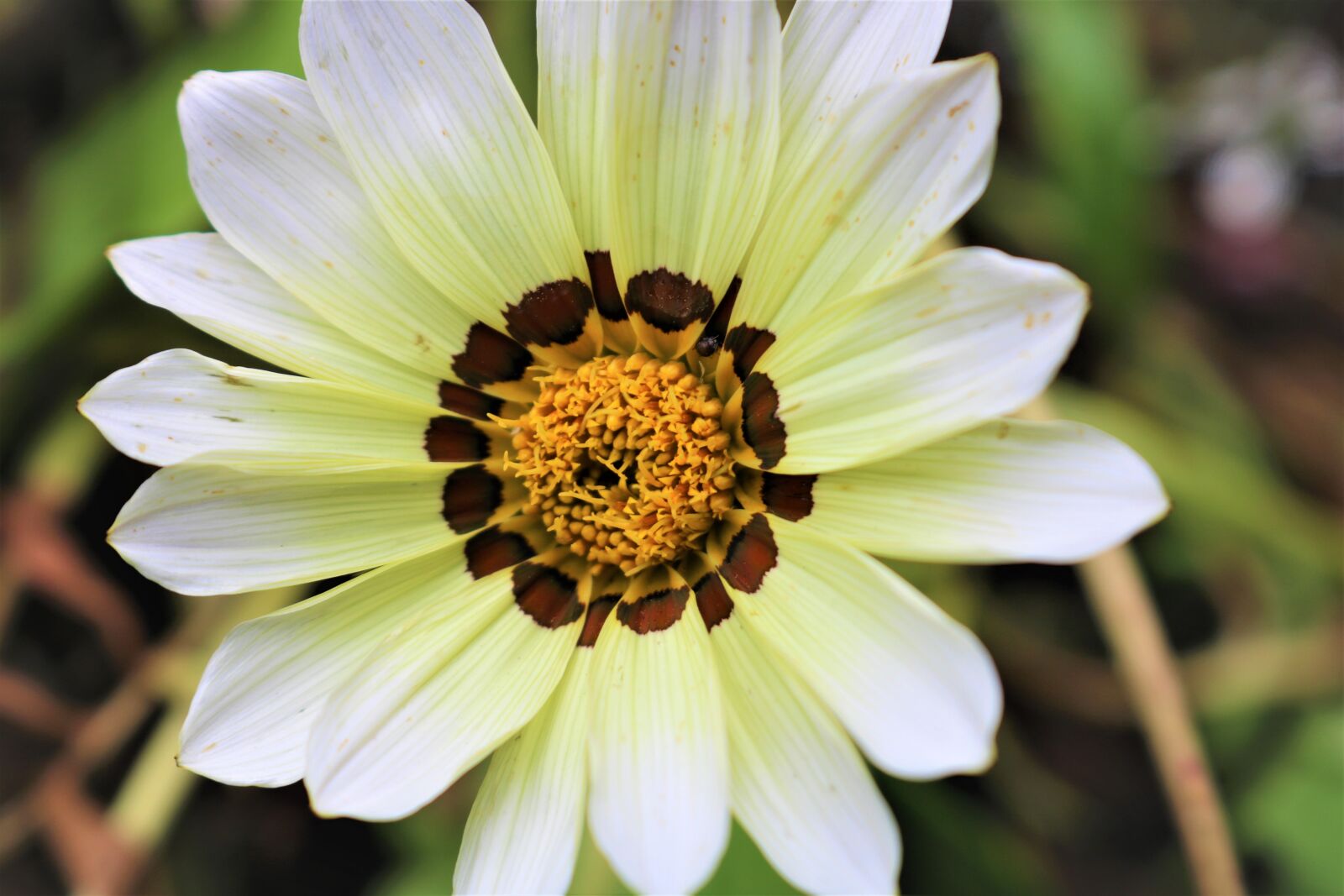 Canon EOS 750D (EOS Rebel T6i / EOS Kiss X8i) sample photo. Nature, flower, plant photography