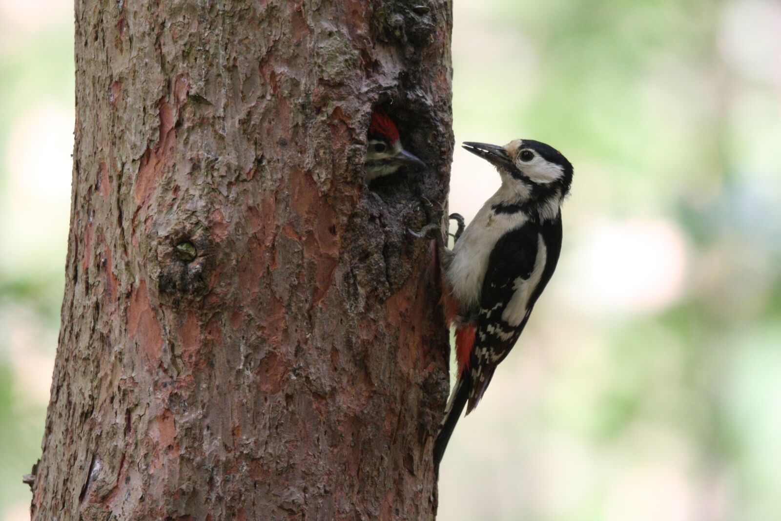 Canon EOS 40D sample photo. Great spotted woodpecker, birds photography