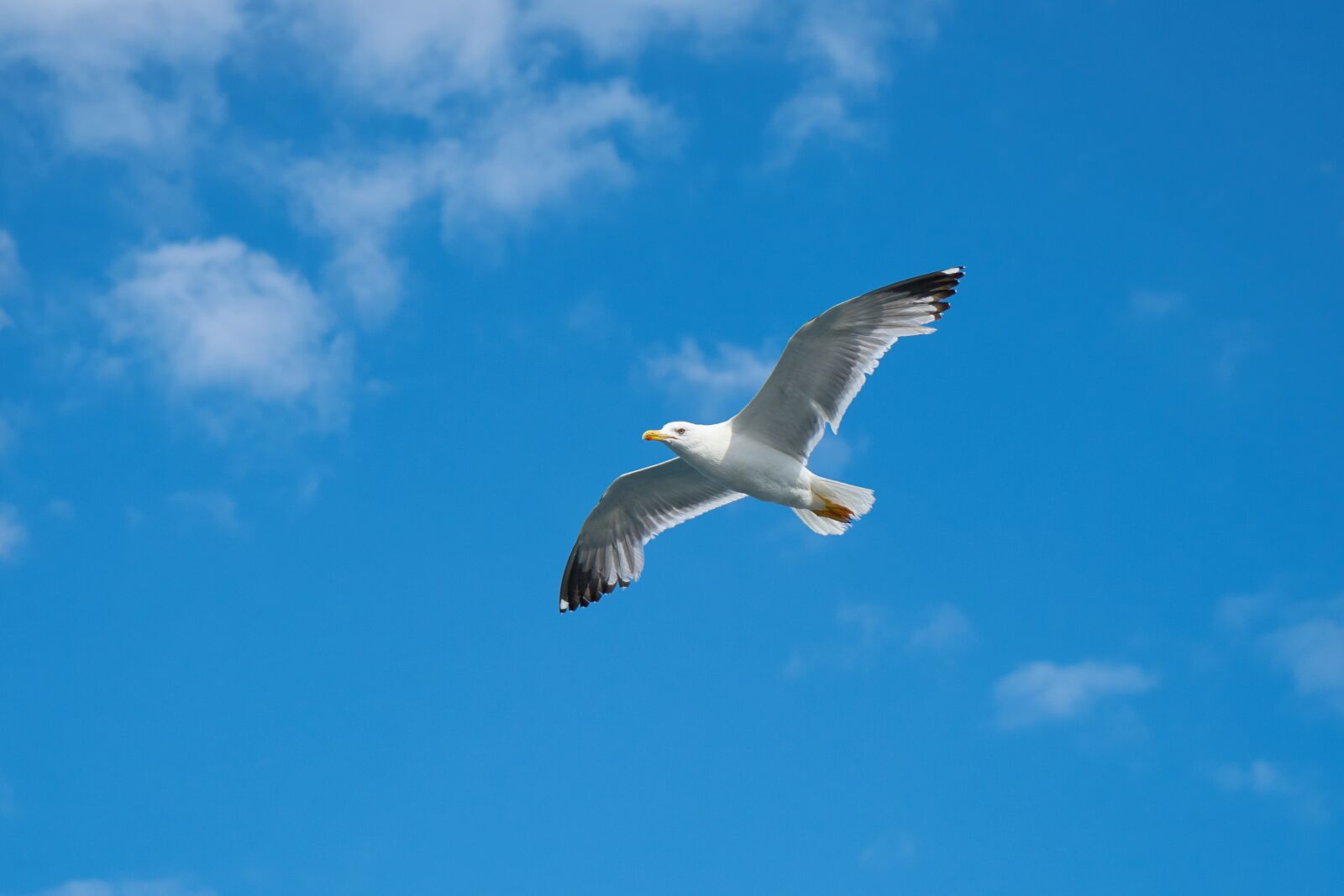 Sony a7R II + Sony Vario Tessar T* FE 24-70mm F4 ZA OSS sample photo. Seagull, bird, birds photography