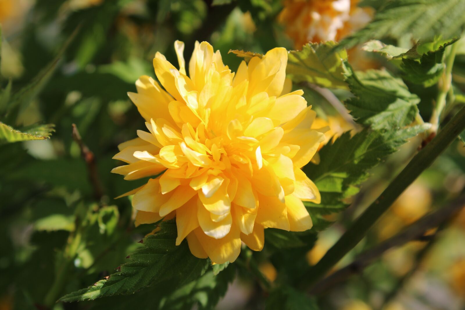 Canon EOS 2000D (EOS Rebel T7 / EOS Kiss X90 / EOS 1500D) sample photo. Flower, spring, yellow photography