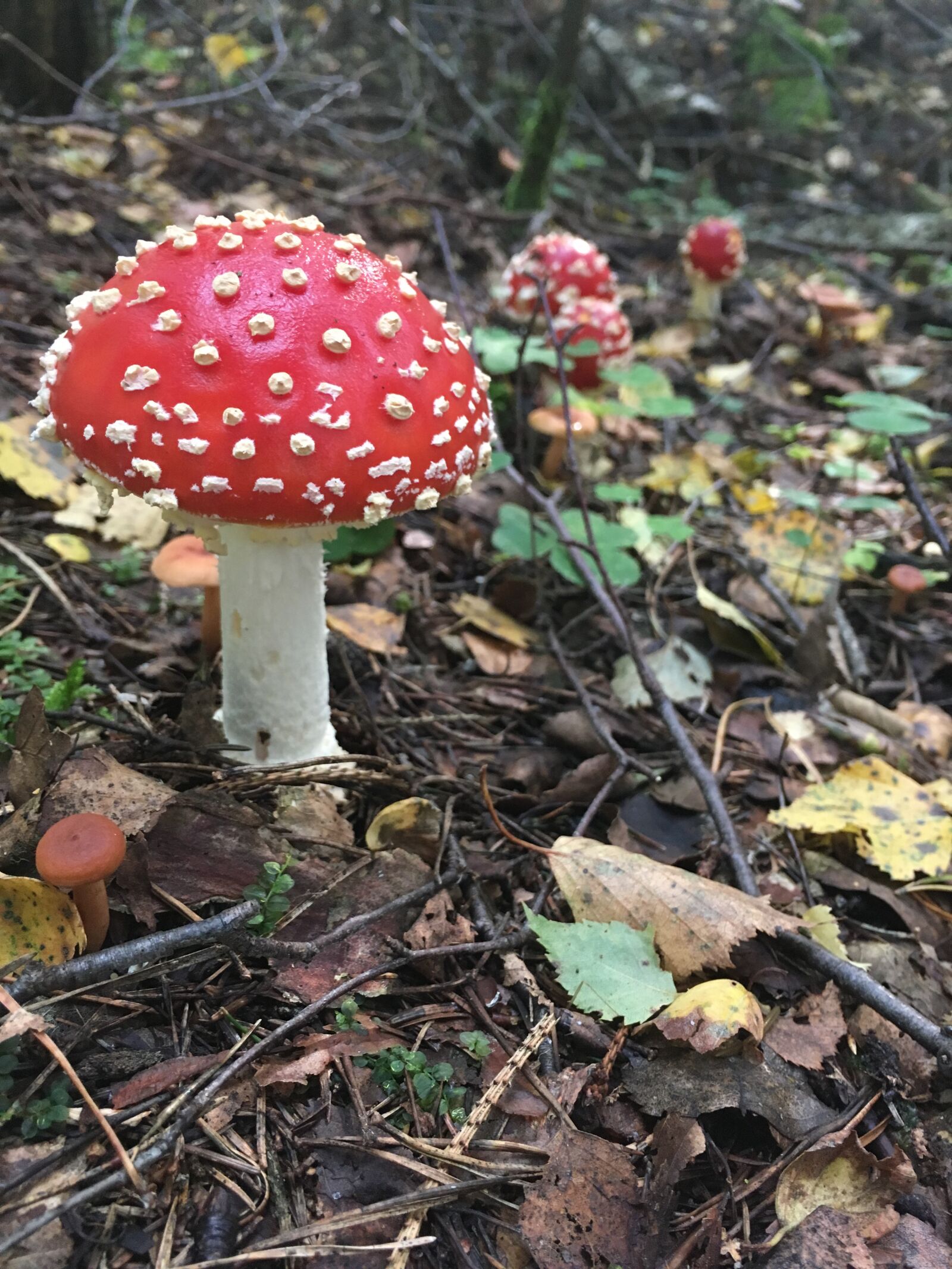 iPhone SE back camera 4.15mm f/2.2 sample photo. Mushroom, mushrooms, amanita photography
