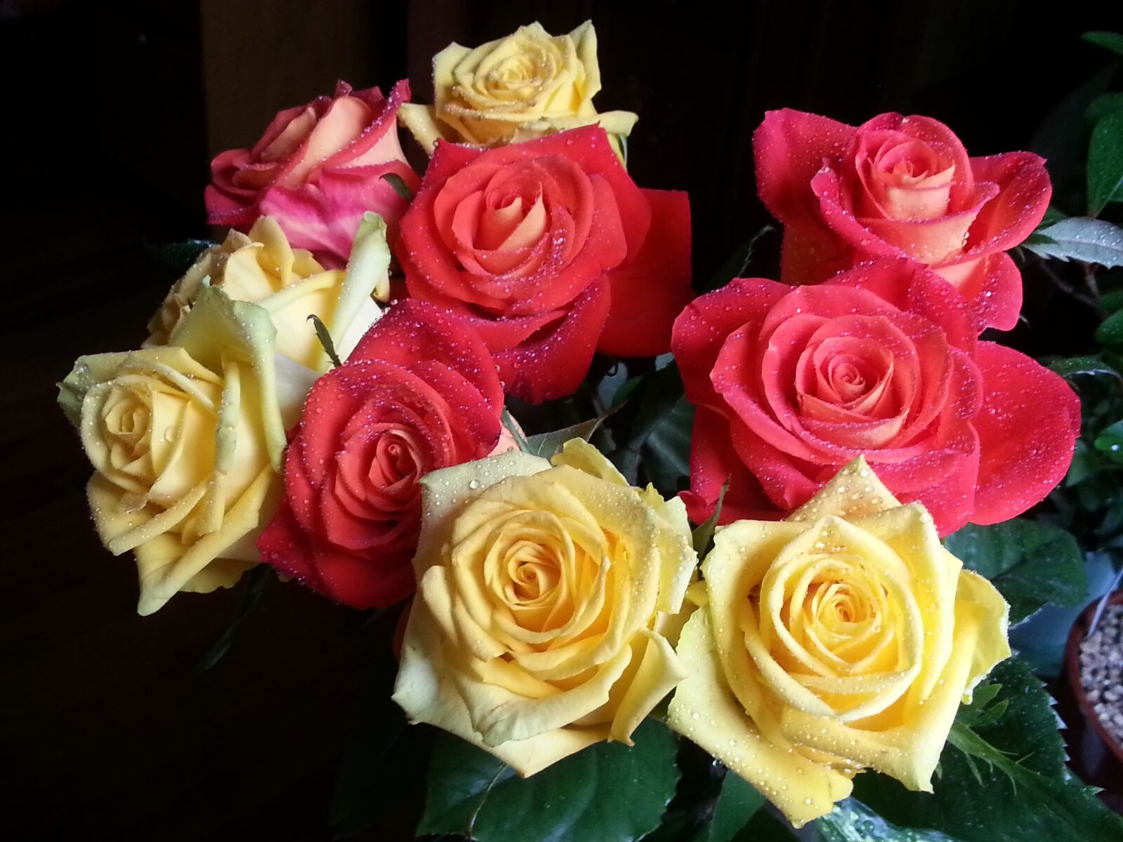 Samsung Galaxy S3 sample photo. Rose, flowers, sulcus photography