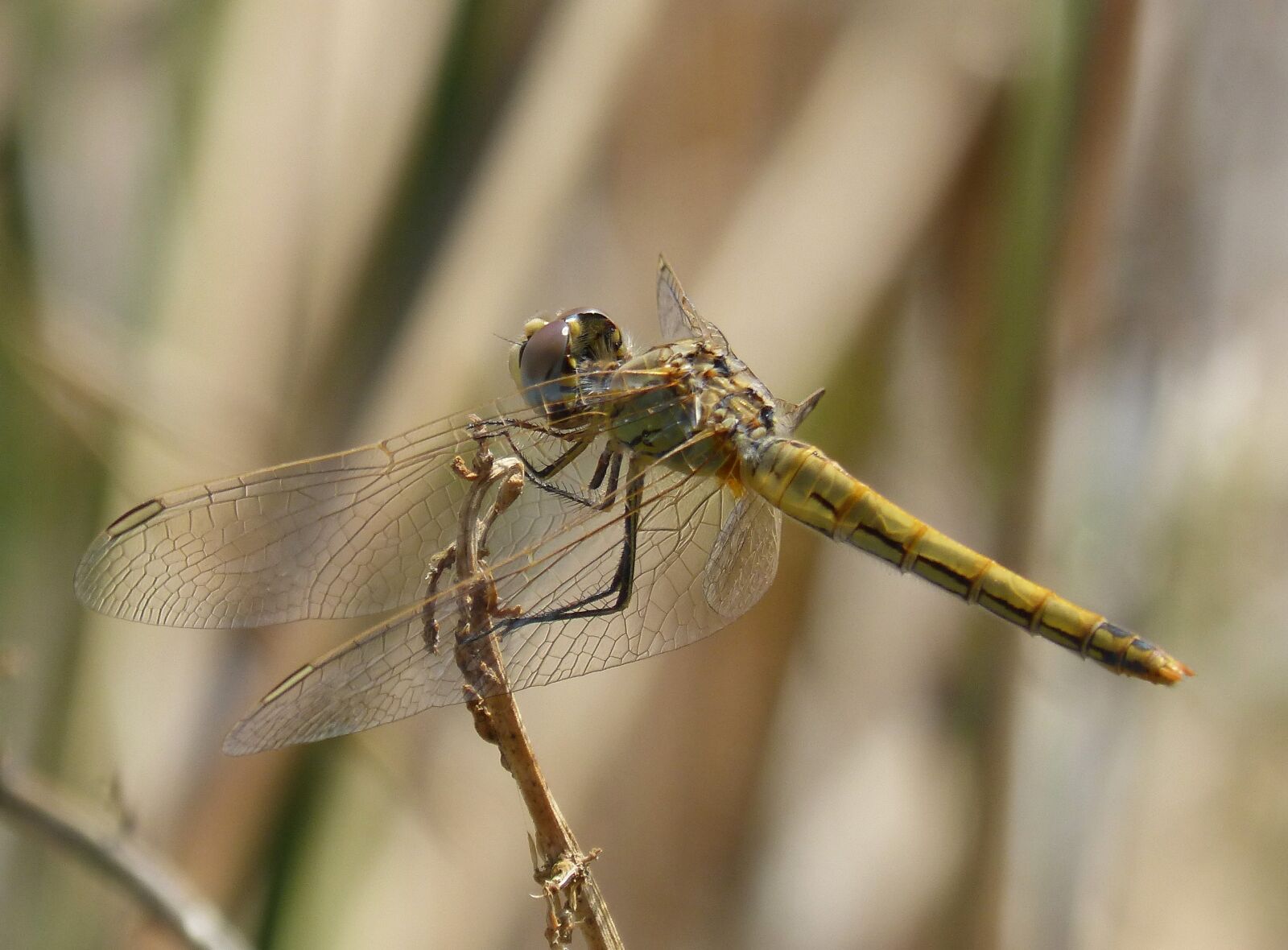 Panasonic DMC-FZ62 sample photo. Dragonfly, annulata trithemis, i photography