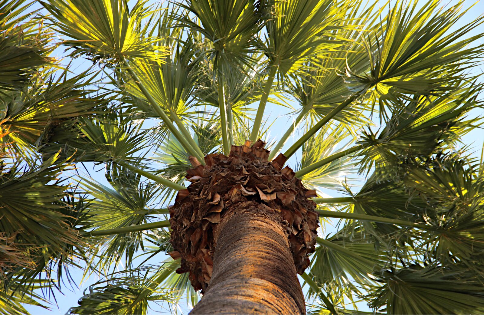 Canon EOS 4000D (EOS Rebel T100 / EOS 3000D) sample photo. Palm sunday, palm tree photography