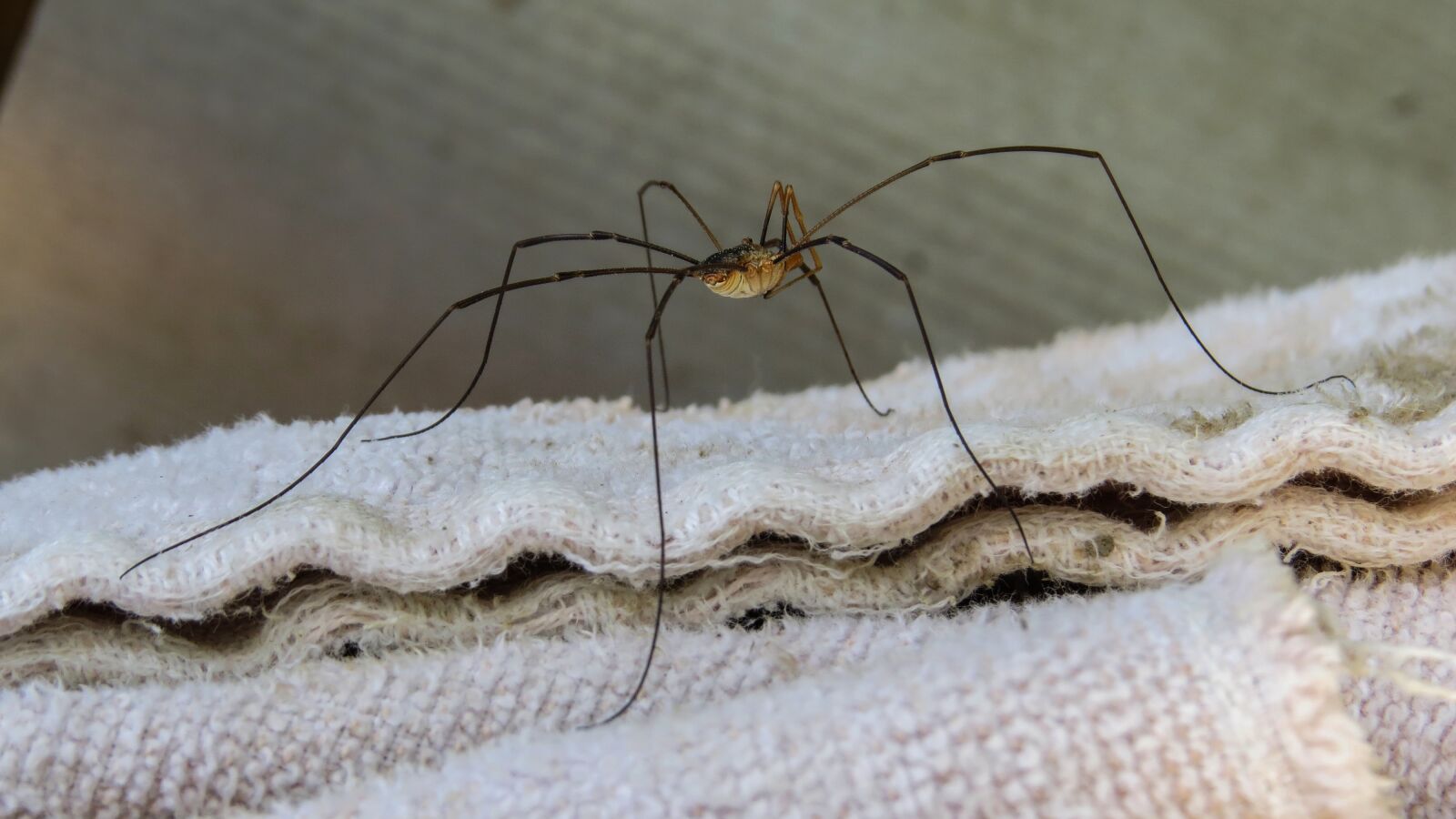 Canon PowerShot SX50 HS sample photo. Spider, insect, animal photography