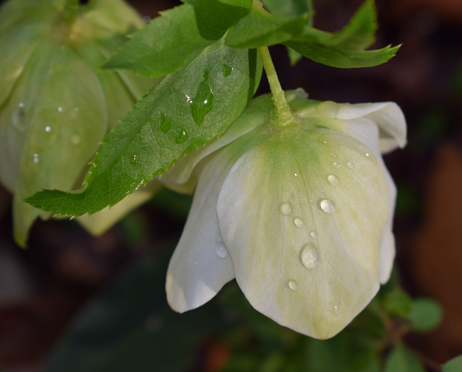 Nikon D3300 sample photo. Hellebore with raindrops, pink photography