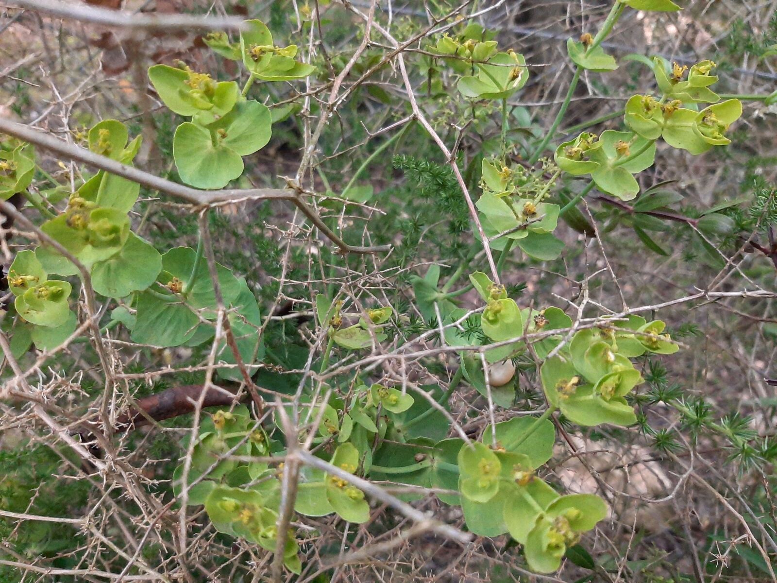 Samsung Galaxy A50 sample photo. Leaves, green, spring photography