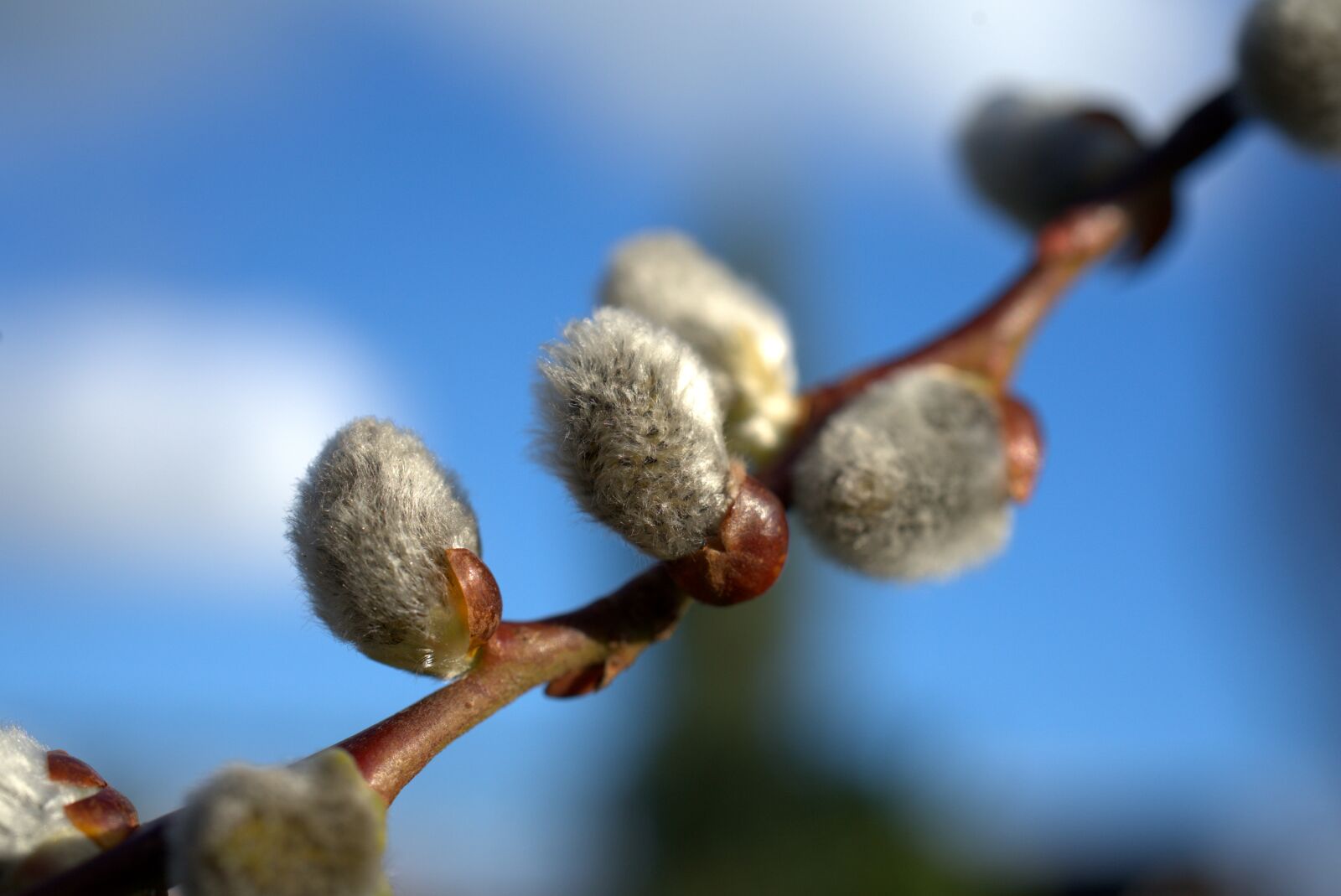 Sony a7 II + Sony FE 50mm F2.8 Macro sample photo. Spring, willow catkin, easter photography