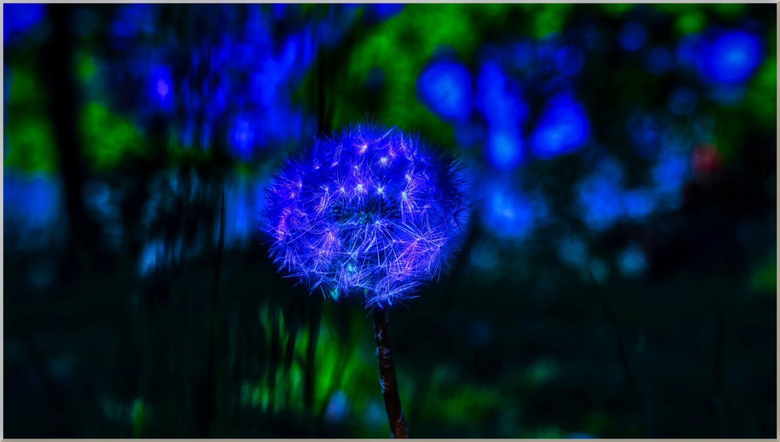 Canon EOS 200D (EOS Rebel SL2 / EOS Kiss X9) sample photo. Dandelion, flower, spring photography