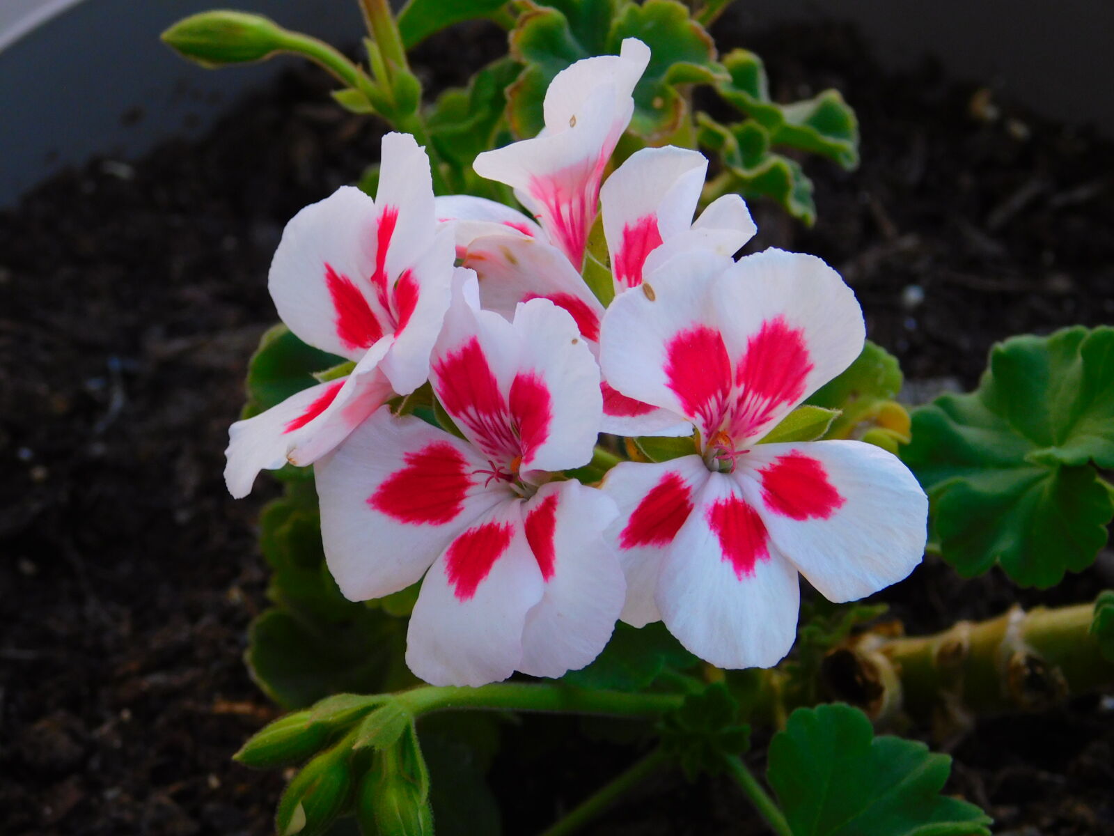 Nikon Coolpix B500 sample photo. Flowers photography