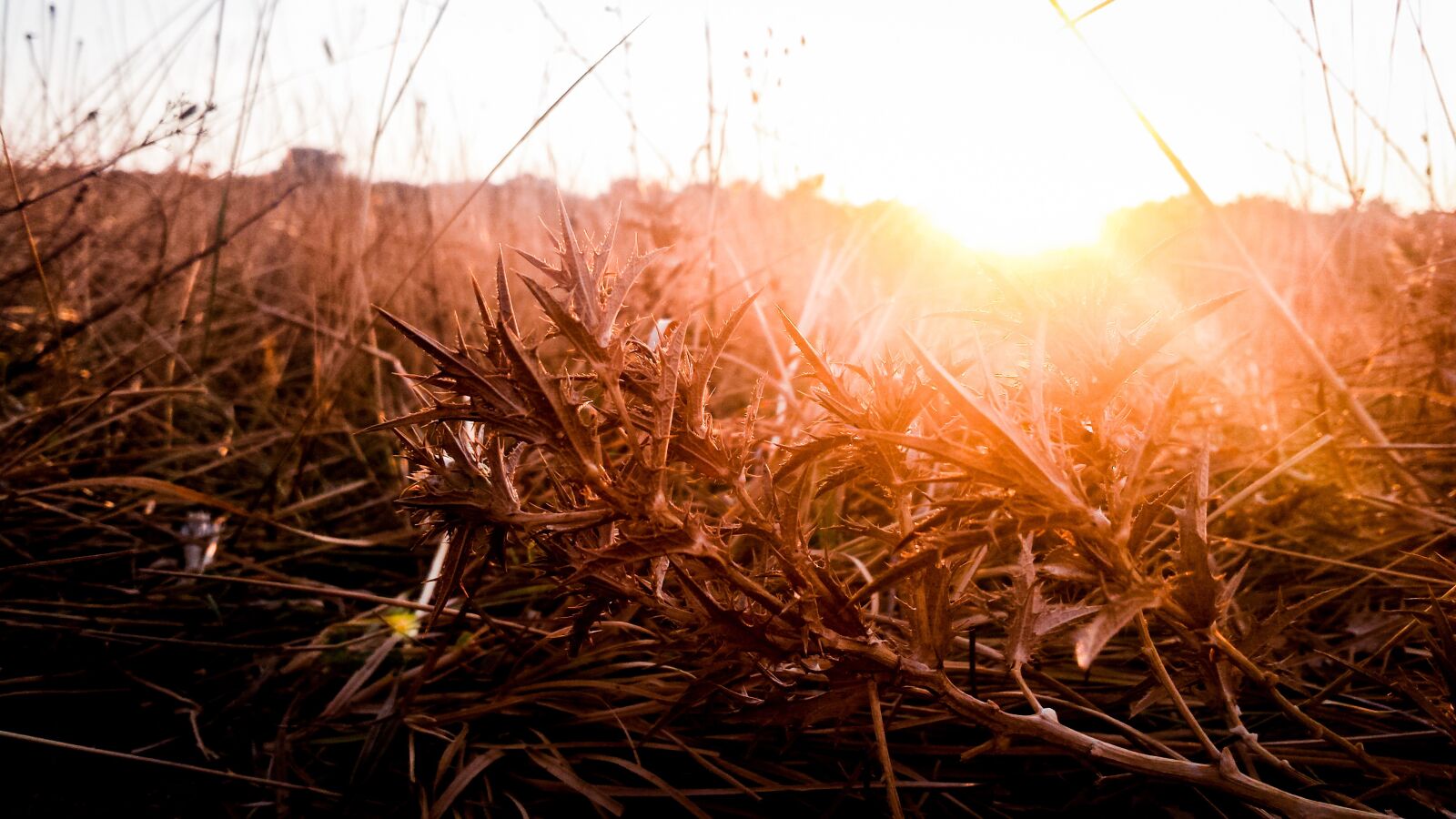 Samsung Galaxy S4 sample photo. Sunset, meadow, sun photography