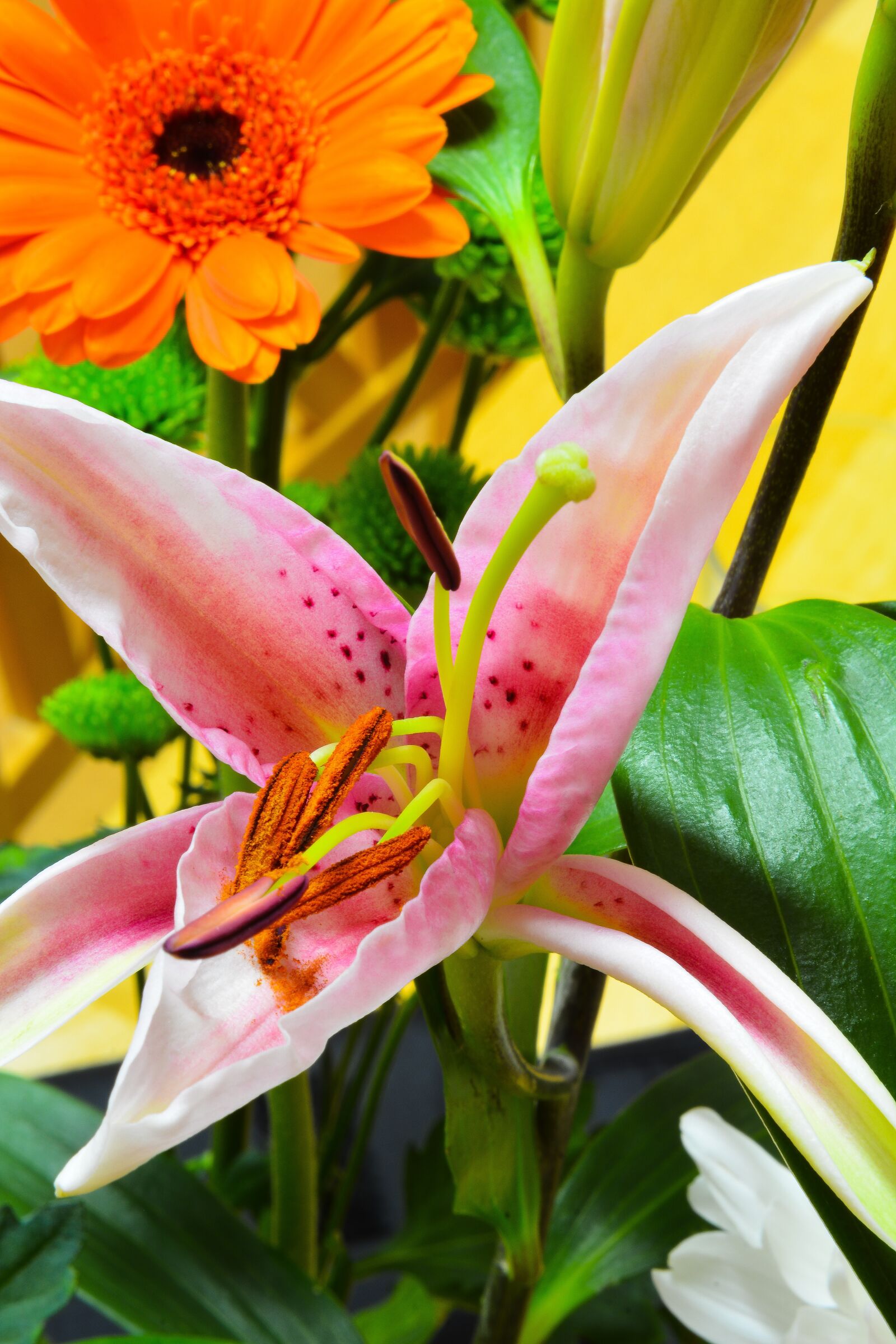Nikon D7100 sample photo. Plant, bloom, lily photography