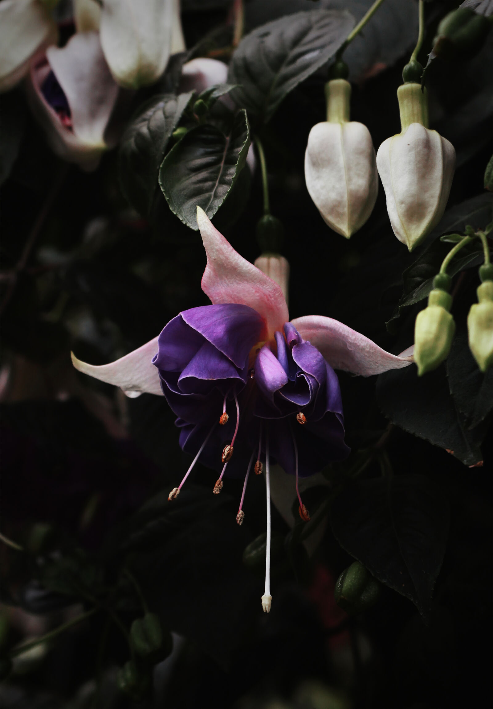 Canon EOS 700D (EOS Rebel T5i / EOS Kiss X7i) sample photo. Closeup, closeup, flower, flower photography