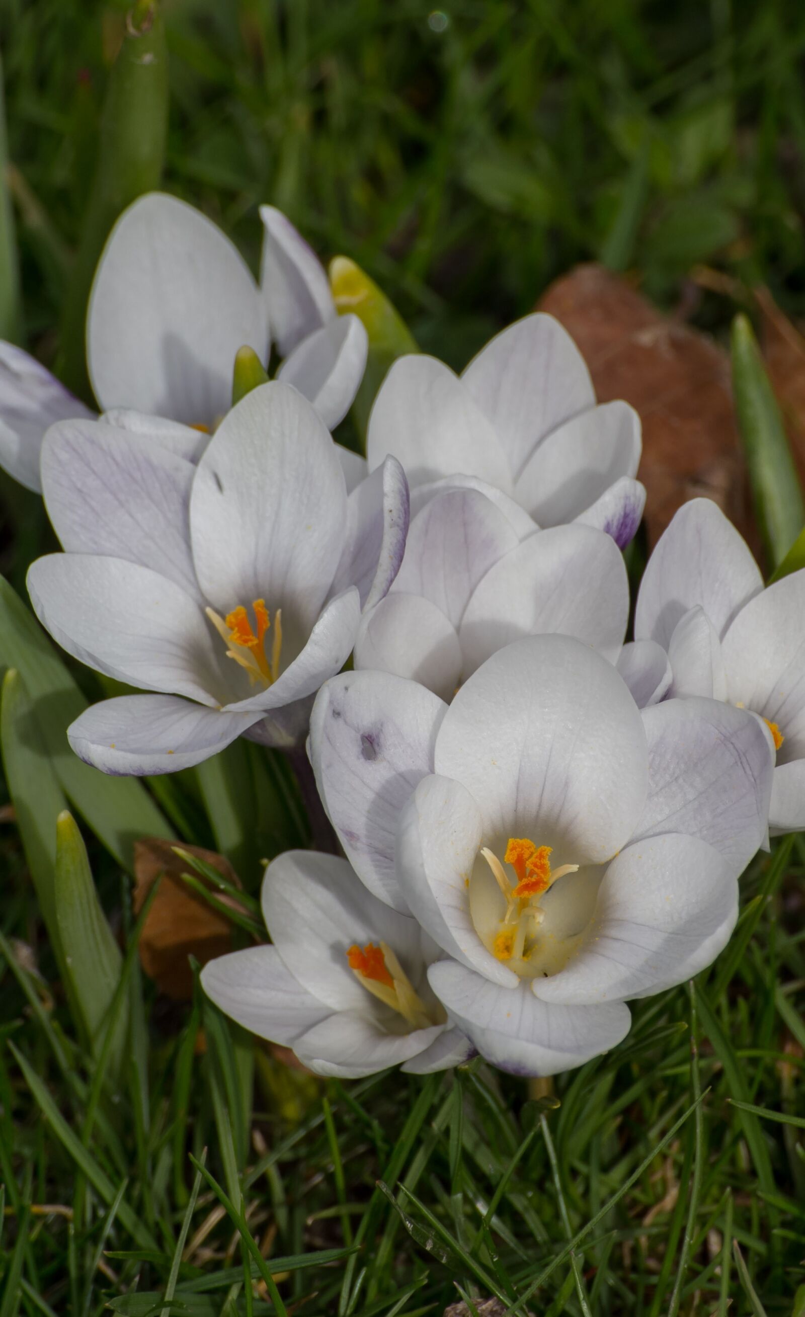 Canon EOS 60D sample photo. Spring, crocus, flowers photography