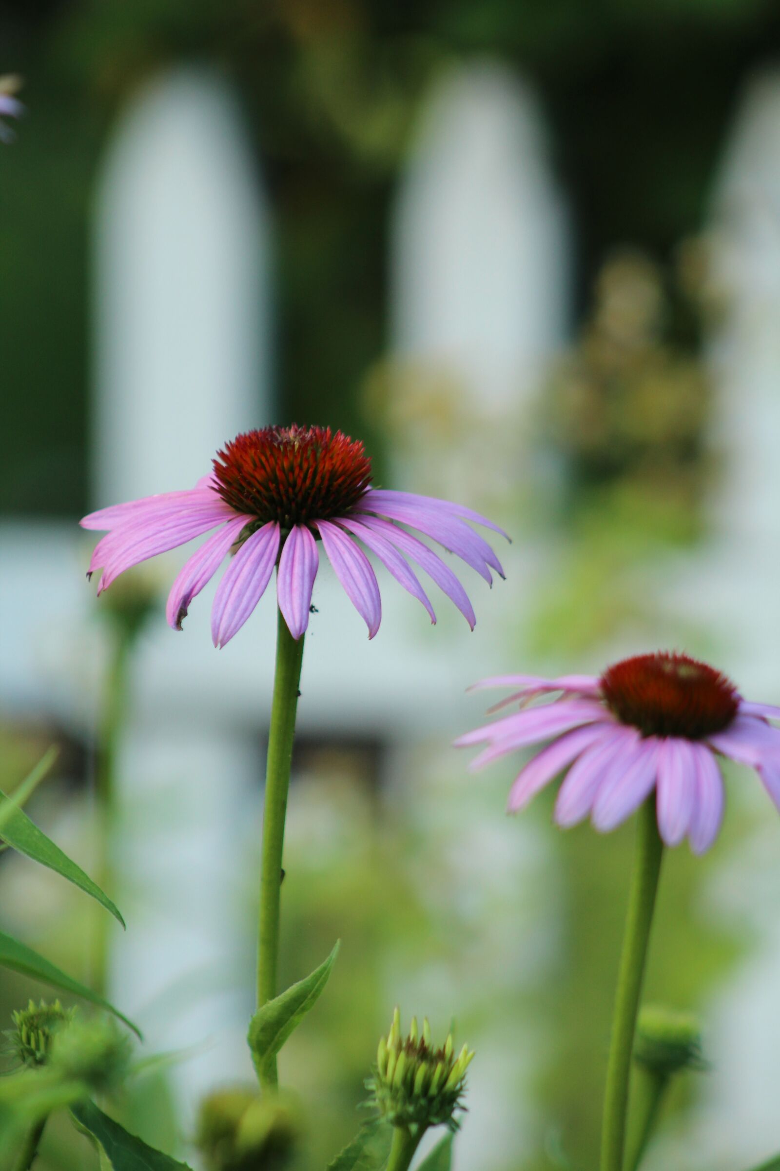 Canon EF 75-300mm f/4-5.6 sample photo. Purple, flower, picket photography