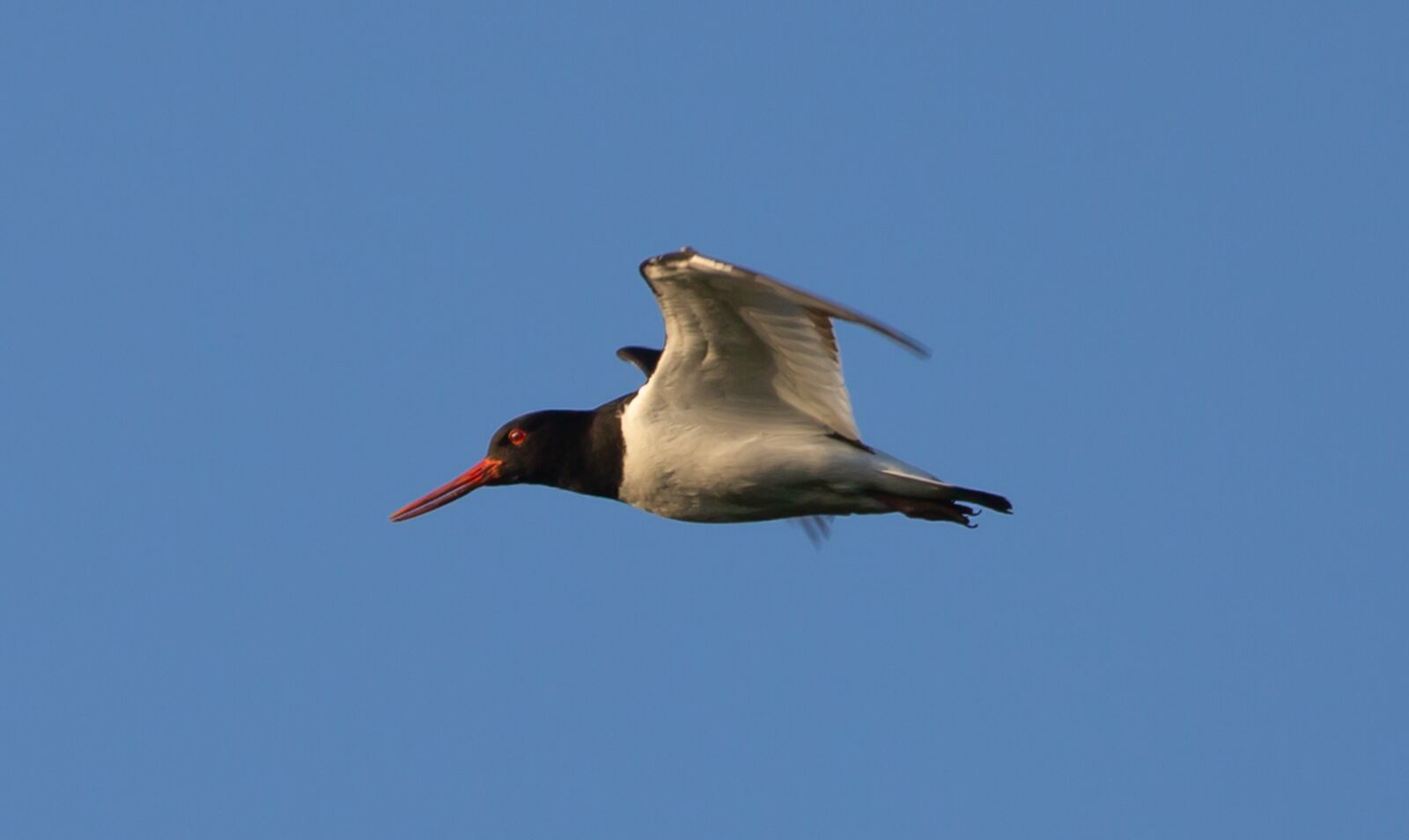 Canon EOS 5D Mark III sample photo. Flying oyster catcher, oyster photography