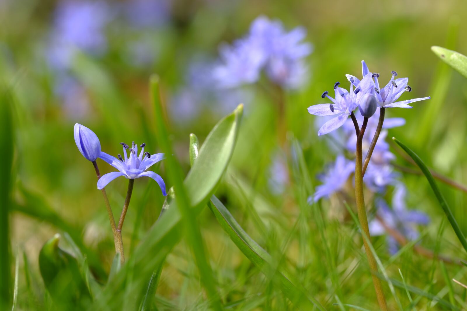 Fujifilm X-T2 + Fujifilm XF 80mm F2.8 R LM OIS WR Macro sample photo. Blue star, scilla, asparagus photography