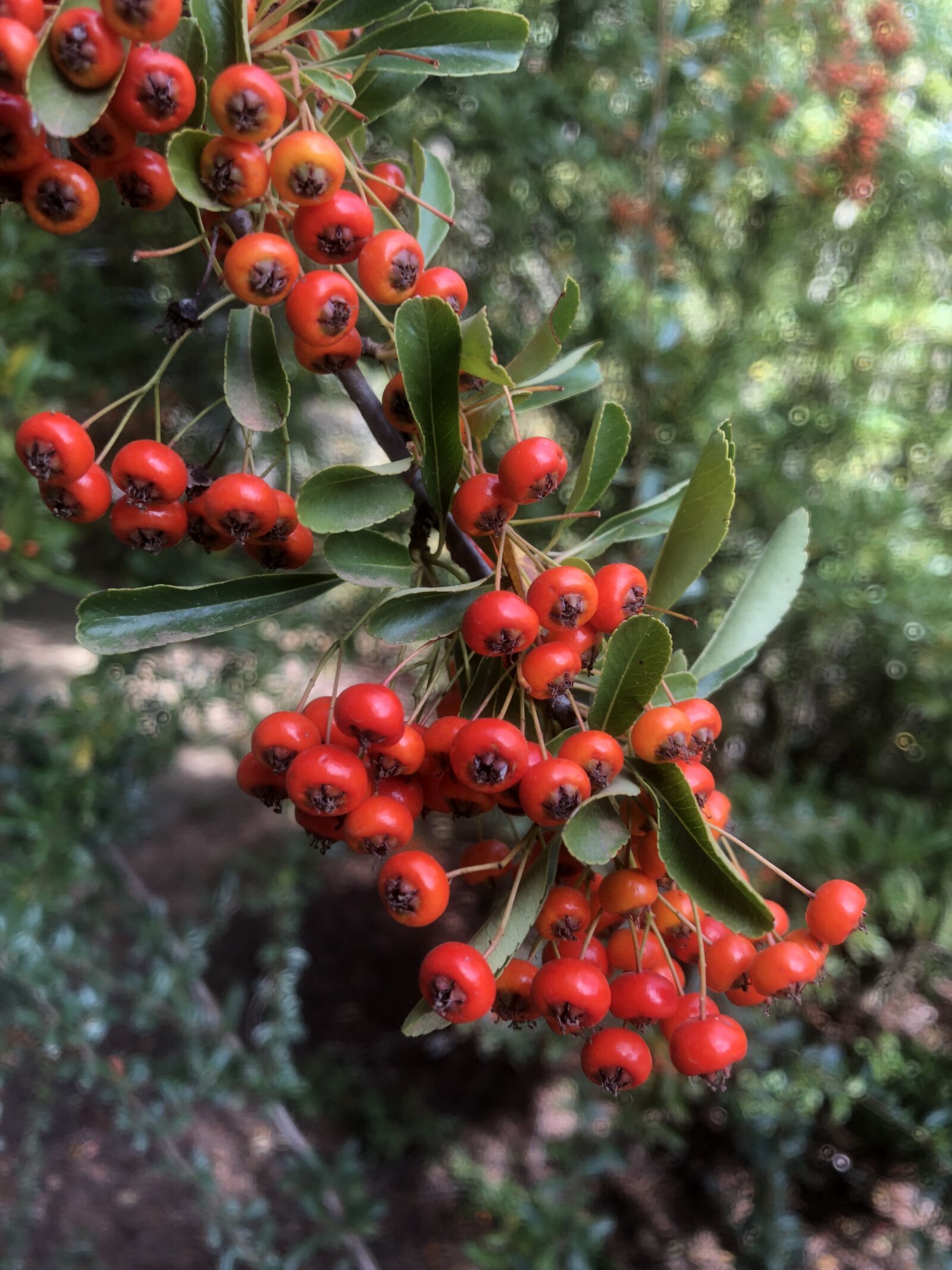 iPhone 8 back camera 3.99mm f/1.8 sample photo. Wild, berries, forest photography