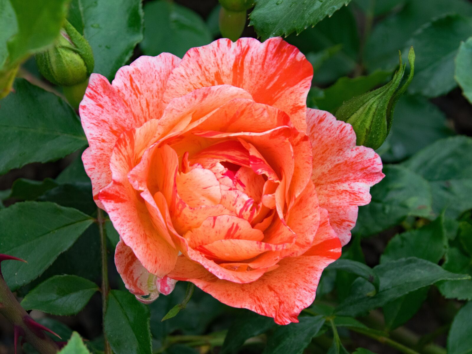 Nikon D5300 sample photo. French, rose, grimaldi photography