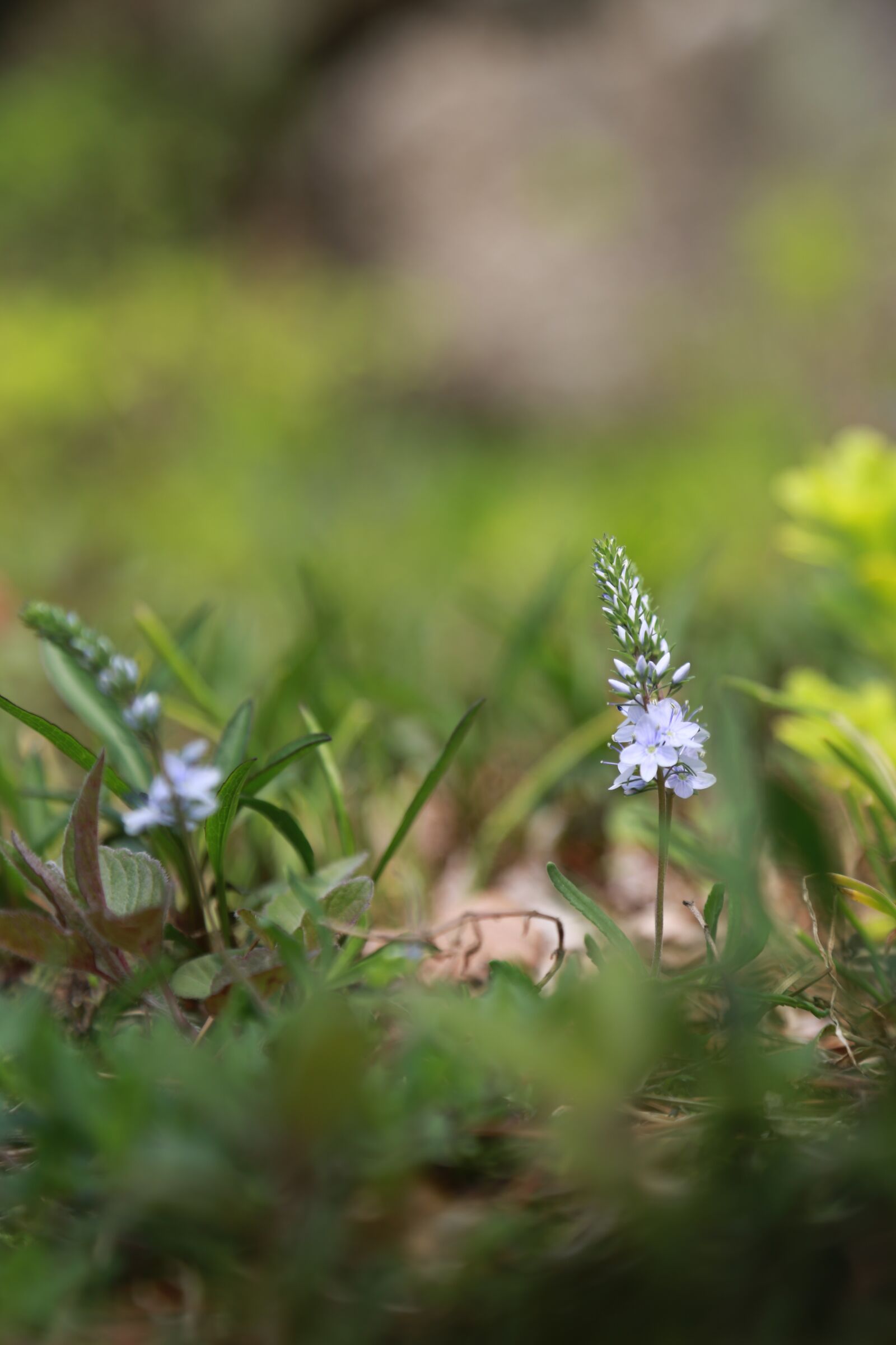 Canon EOS 6D + Canon EF 24-105mm F4L IS USM sample photo. Nature, plants, flowers photography