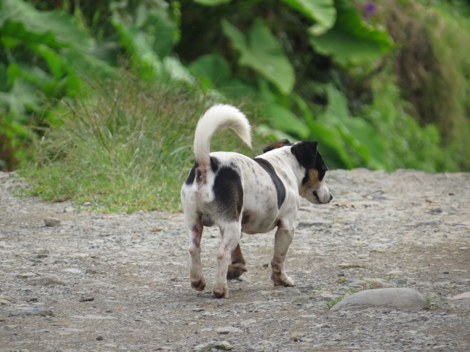 Canon PowerShot SX50 HS sample photo. Animals, of the, field photography