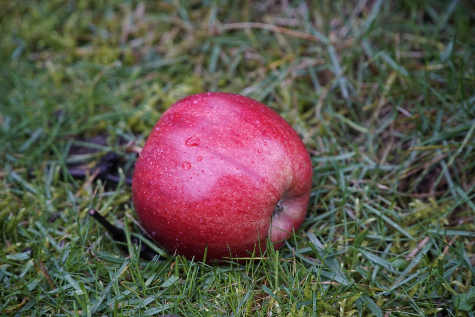 Sony a7R II + Sony E PZ 18-105mm F4 G OSS sample photo. Red, apple, grass photography