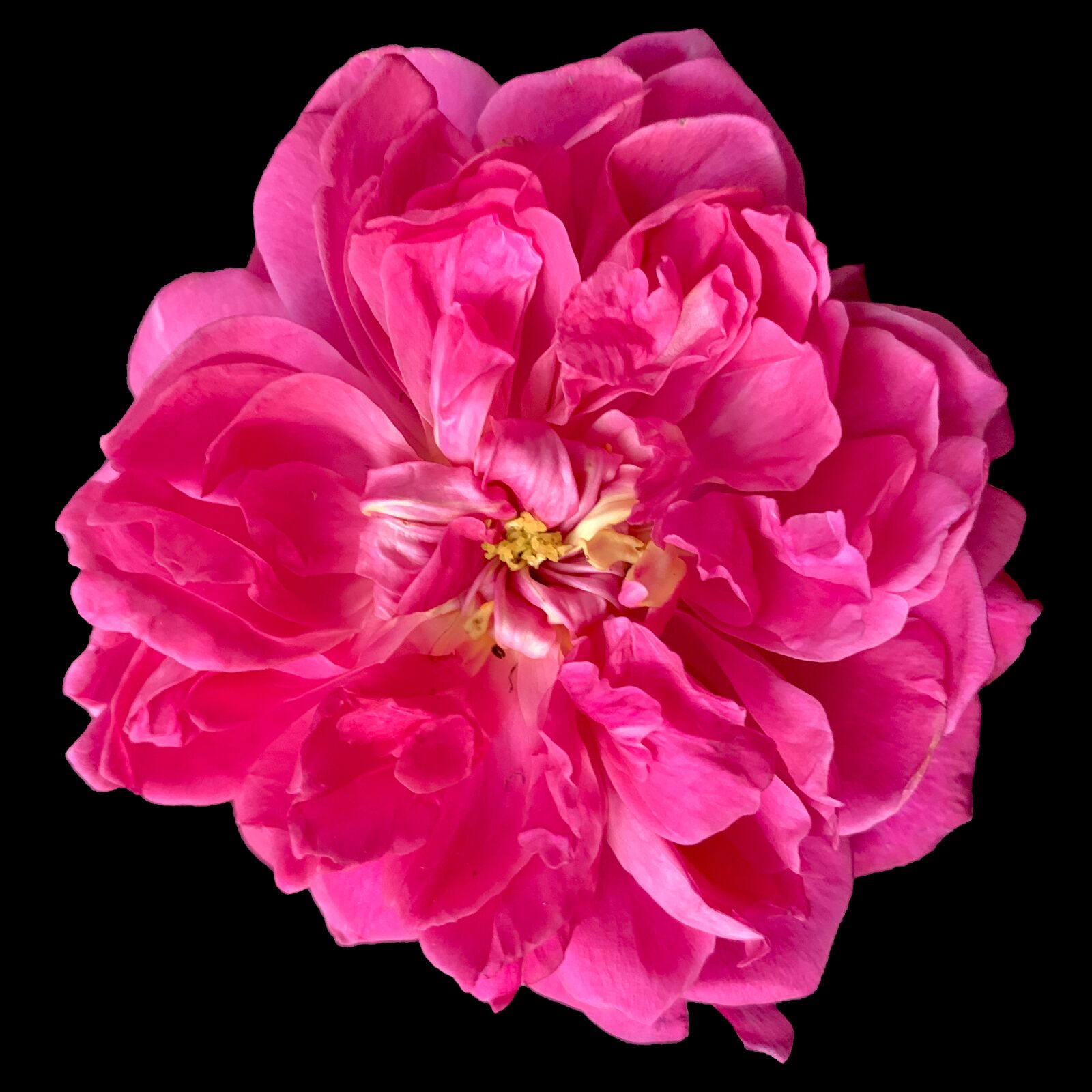 Apple iPhone XS sample photo. Pink, petals, rose photography