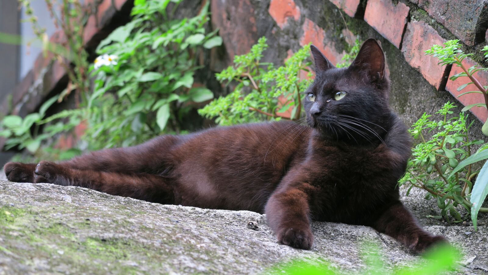 Canon PowerShot G7 X sample photo. Nature, mammal, animal photography