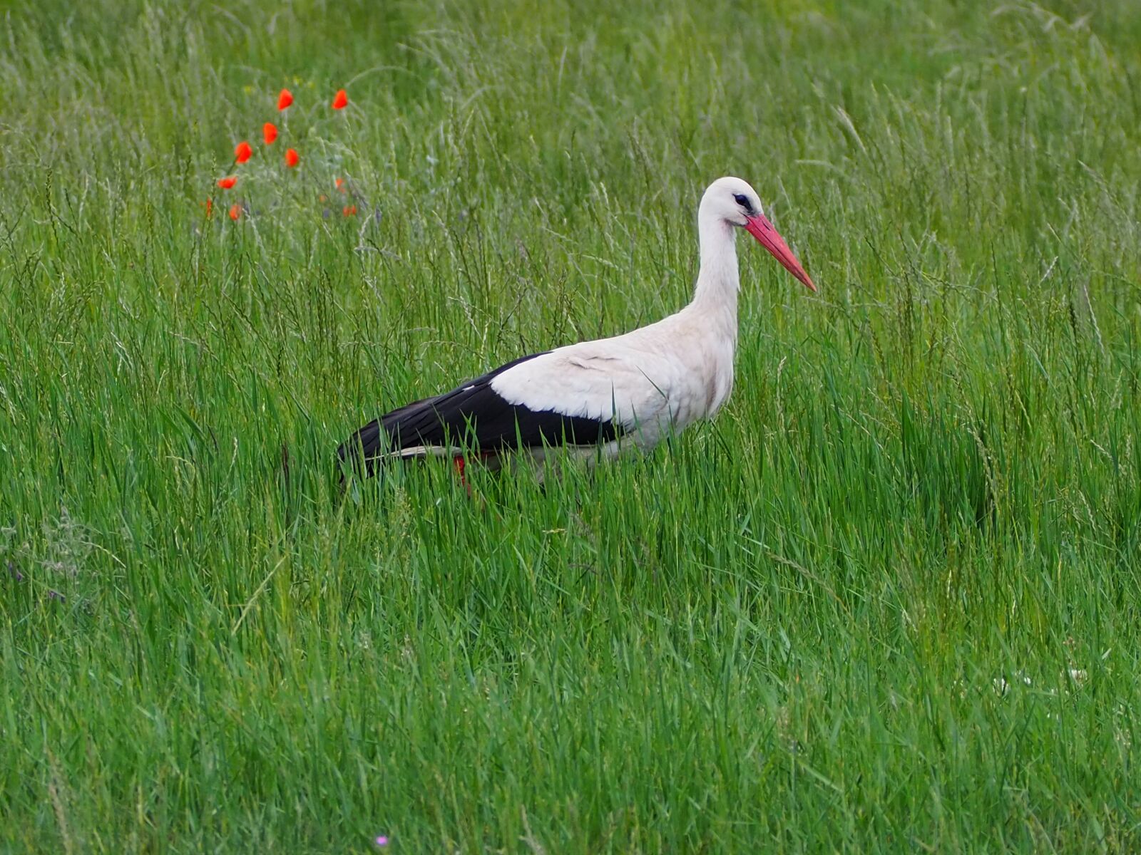 Olympus M.Zuiko Digital ED 40-150mm F4-5.6 R sample photo. Stork, white stork, bird photography