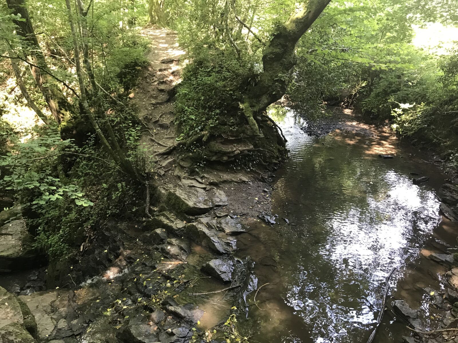 Apple iPhone 7 Plus sample photo. Stream, nature, water photography