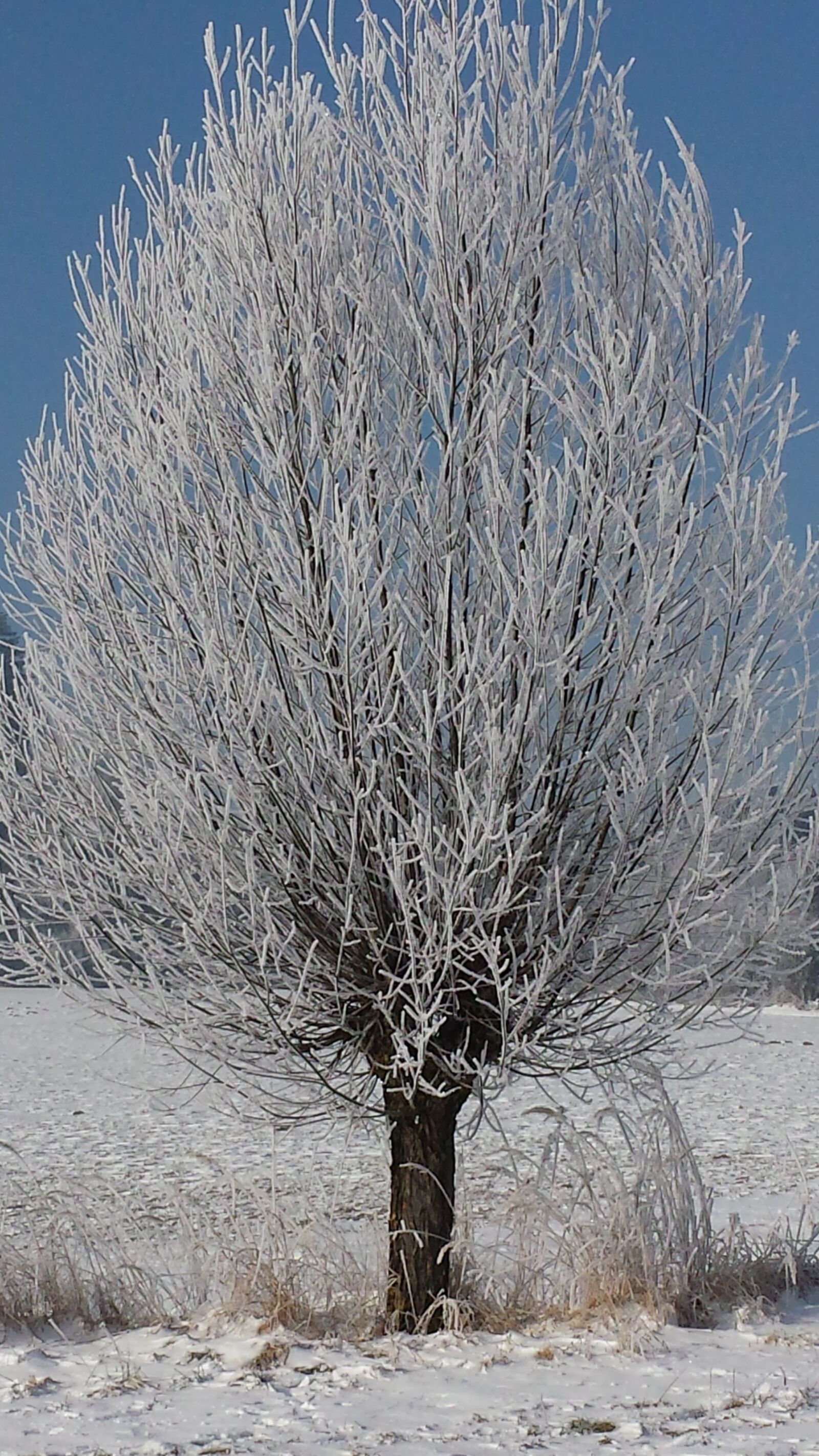 Samsung Galaxy S4 sample photo. Tree, hoarfrost, wintry photography