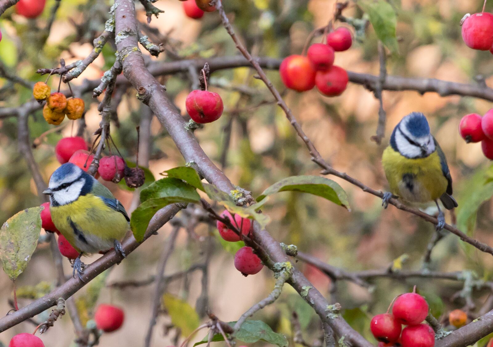 Canon EOS 7D Mark II + Canon EF 70-200mm F4L USM sample photo. Blue tit, feeding tit photography