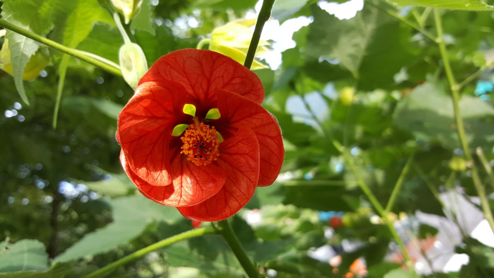 Samsung Galaxy S6 sample photo. Flower, red, plants photography