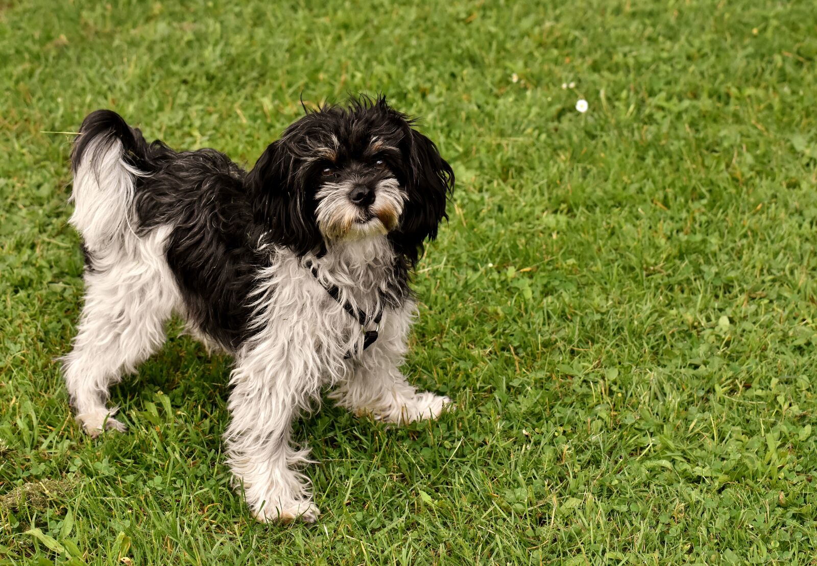 Nikon D7200 sample photo. Dog, pet, cheeky photography