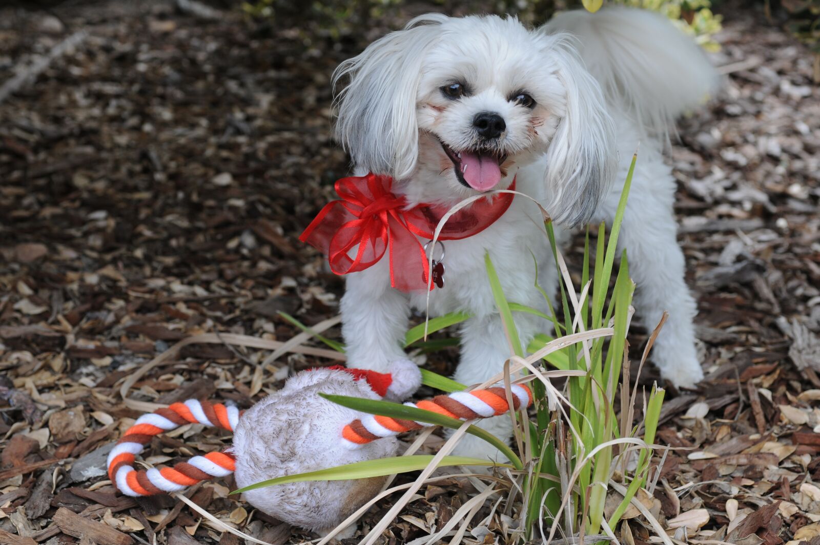 Nikon D300 sample photo. Christmas stocking, dog, christmas photography
