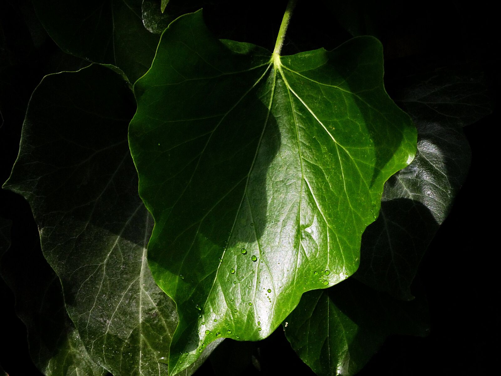 Sony Cyber-shot DSC-HX300 sample photo. Leaf, nature, drop photography