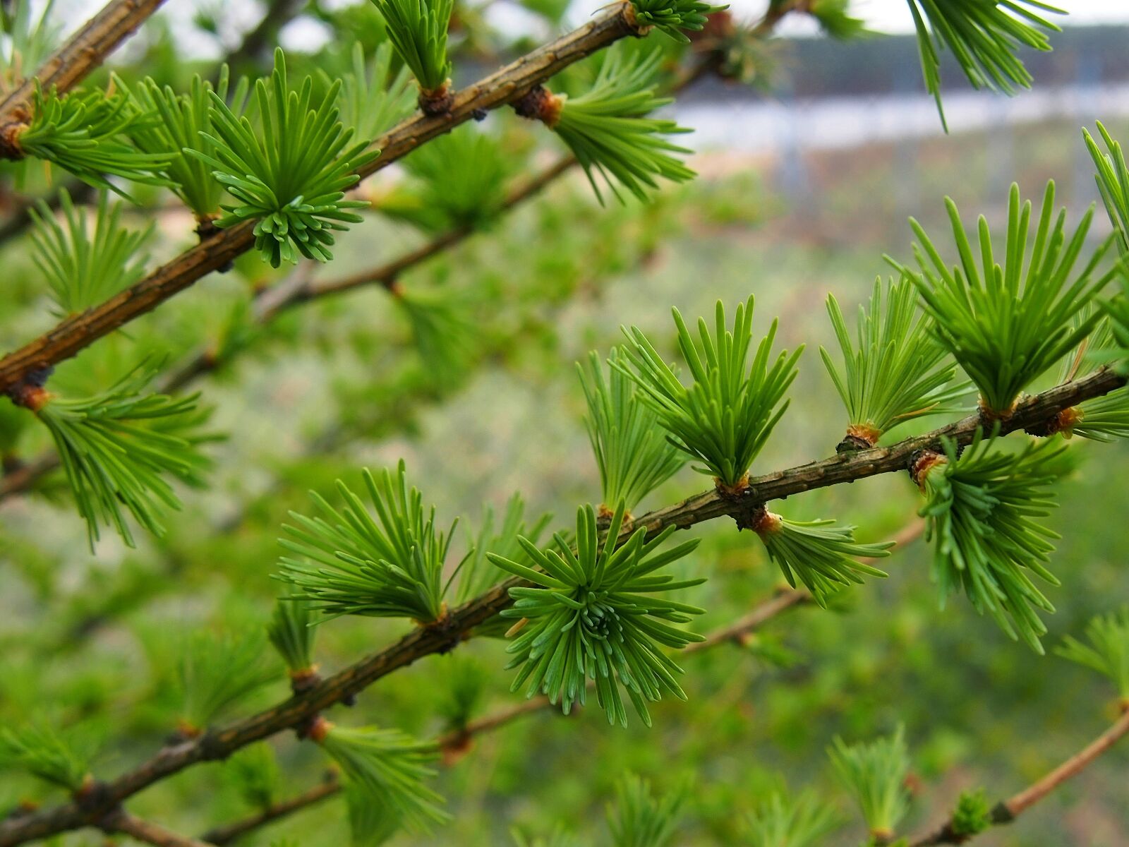 Olympus PEN E-PL6 sample photo. Nature, larch, sprig photography