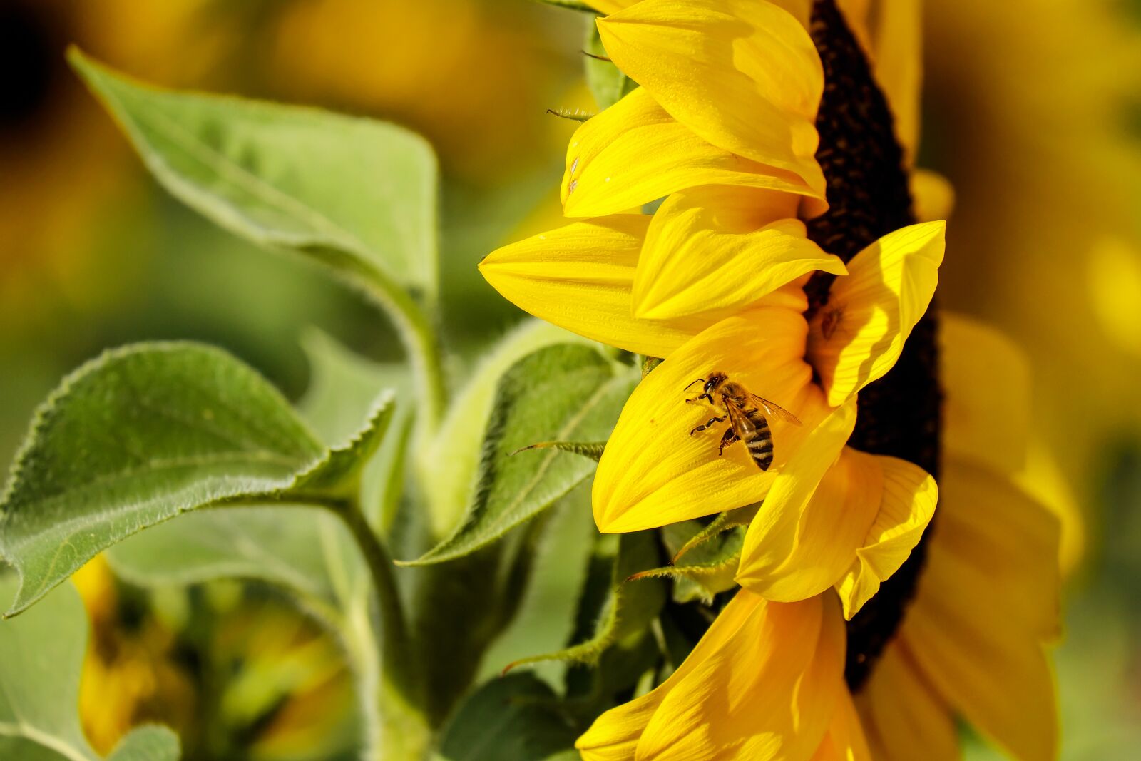 Fujifilm X-T10 + Fujifilm XC 50-230mm F4.5-6.7 OIS sample photo. Sunflower, flower, bloom photography