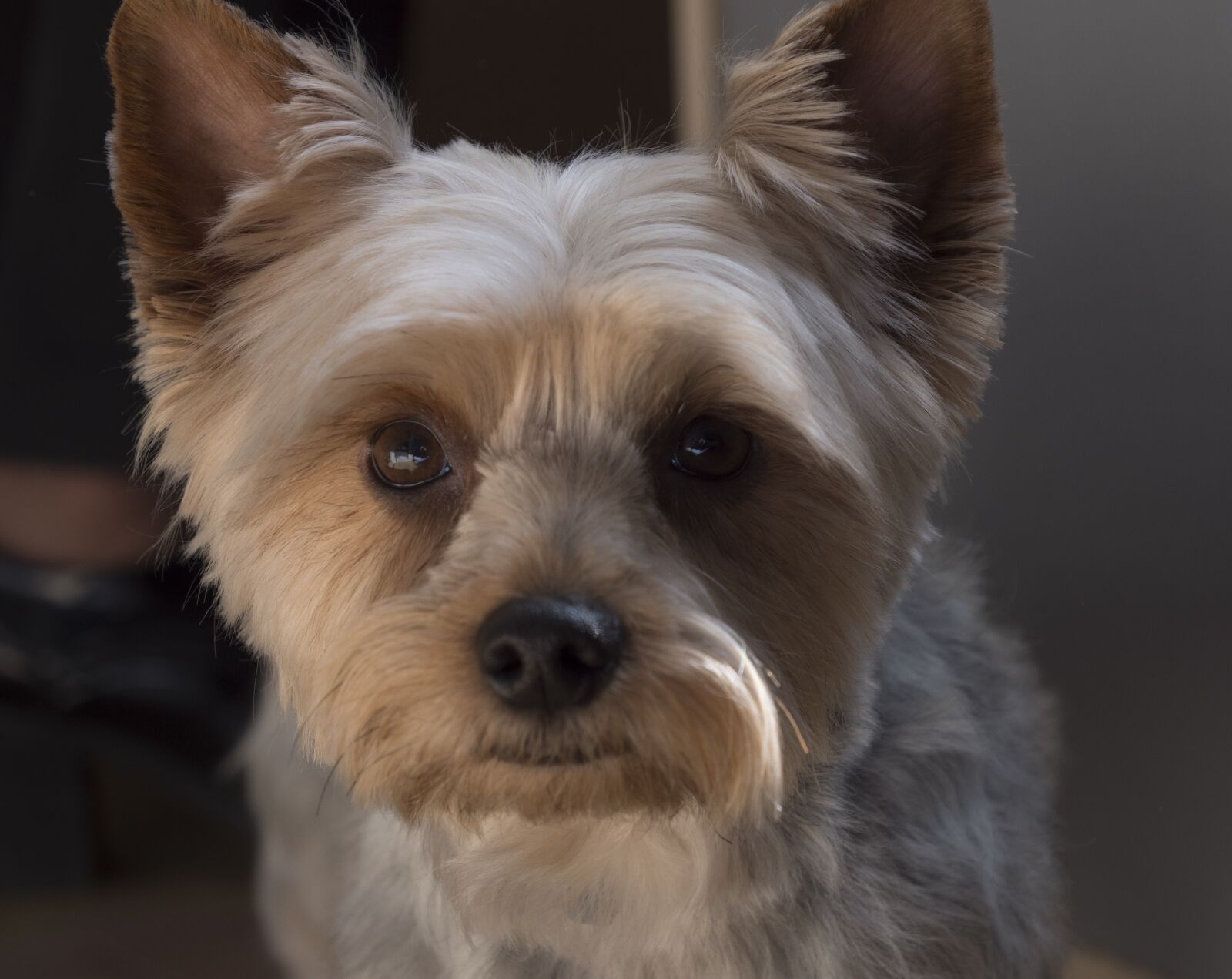 LEICA DG 12-60/F2.8-4.0 sample photo. Dog, canine, pet photography