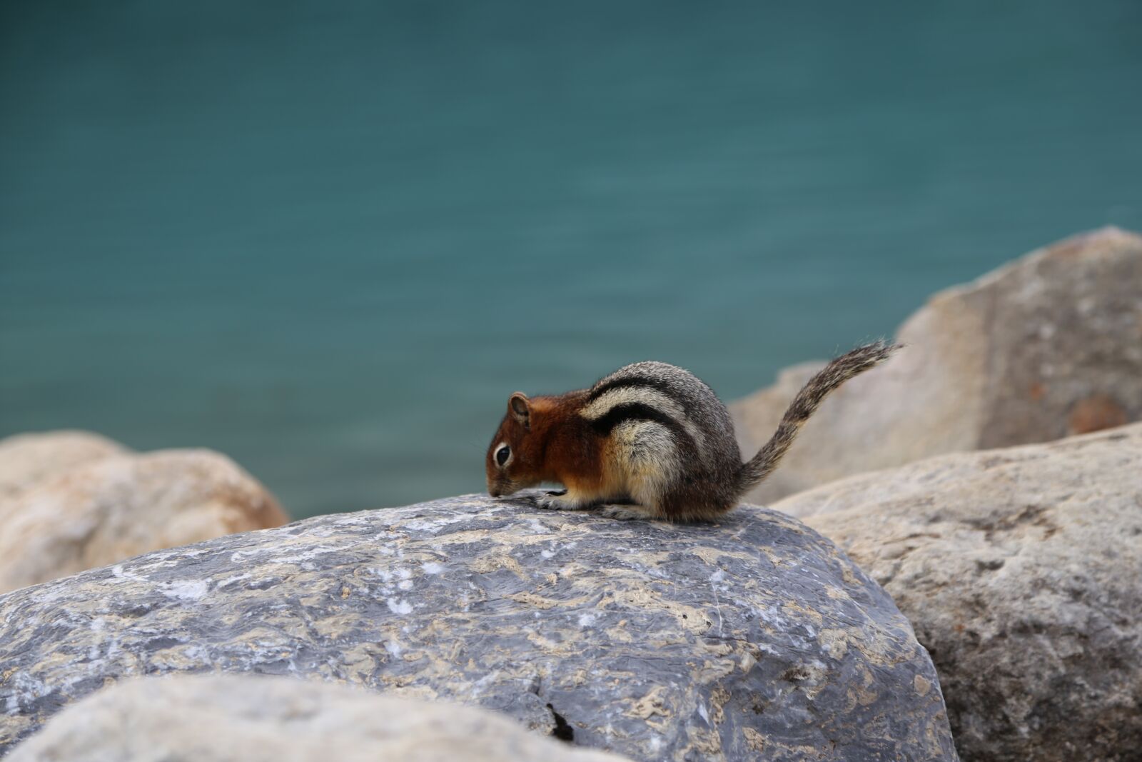 Canon EOS 6D + Canon EF 24-105mm F4L IS USM sample photo. Squirrel, clean console memory photography